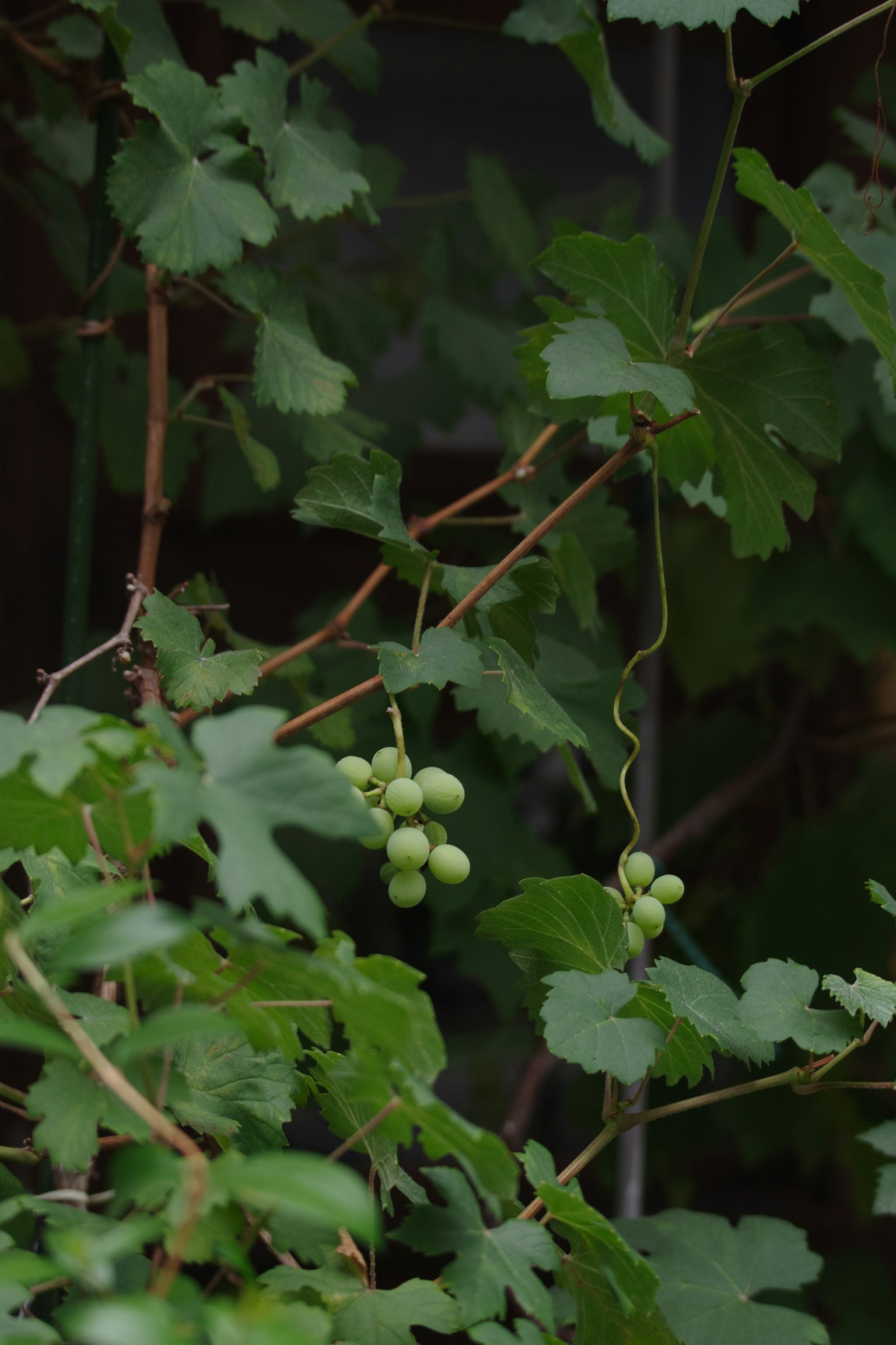 Petits grappes de raisins verts parmi des feuilles vertes