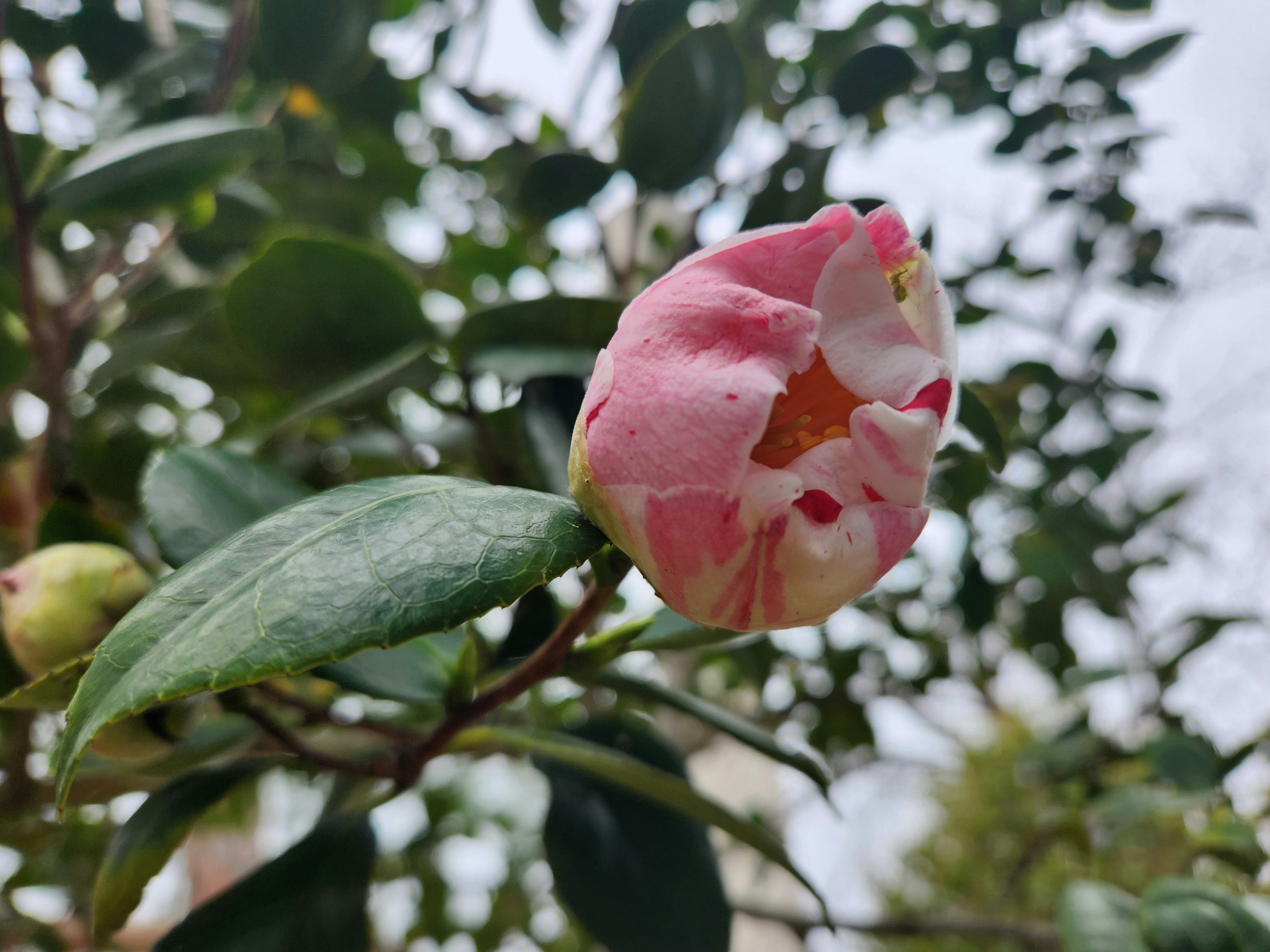 椿のつぼみとピンクの花が枝に咲く春の植物