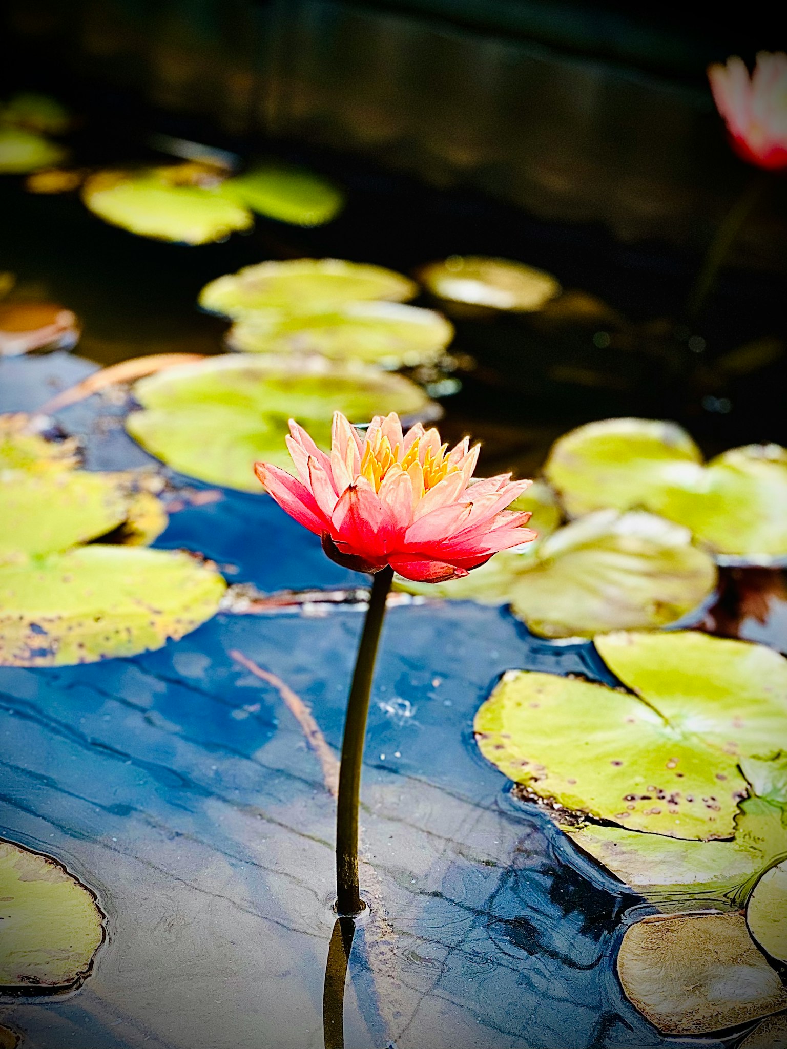 Schöne rosa Seerose mit grünen Blättern, die auf einem ruhigen Teich schwimmt