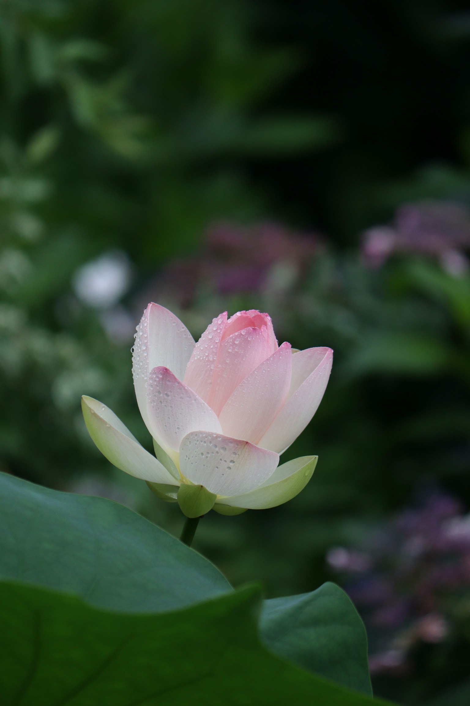 Un bellissimo fiore di loto che sboccia sopra foglie verdi