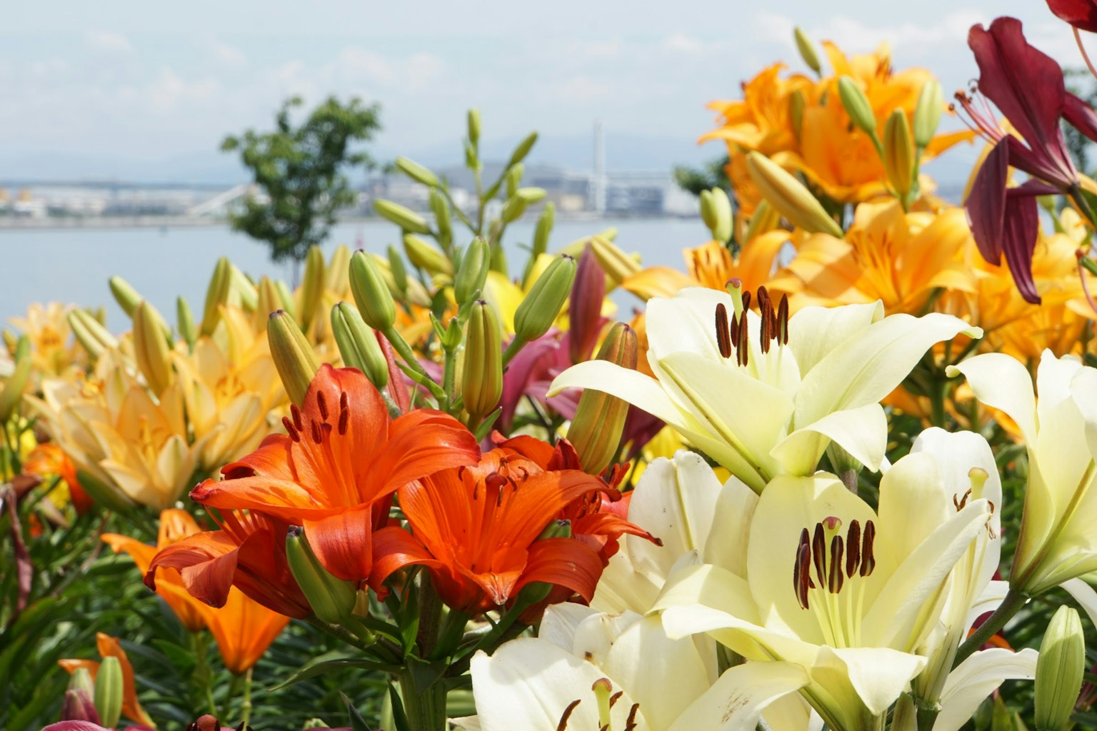 各种颜色的百合花展示 背景中有水域