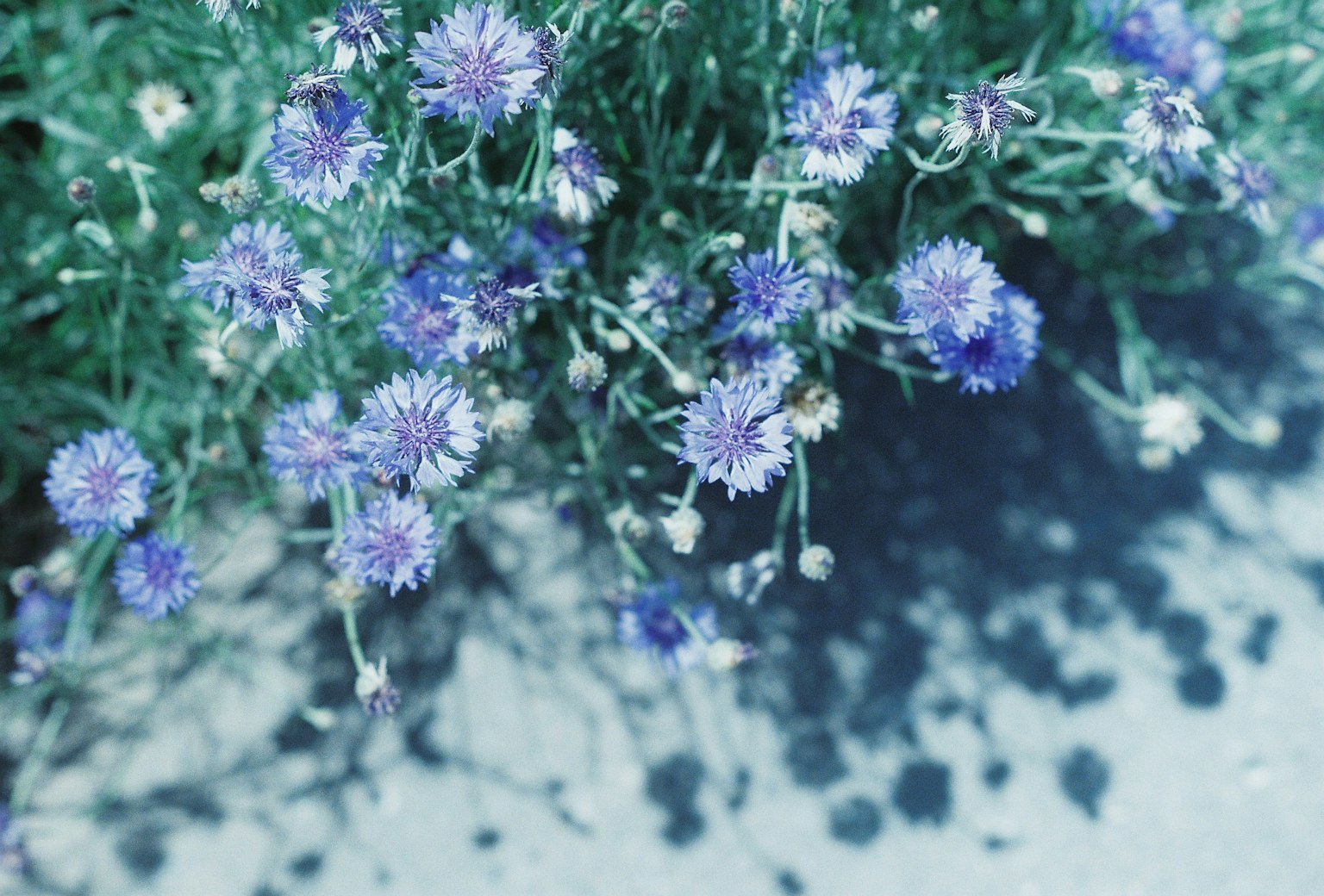 Foto in primo piano di piante con fiori blu-viola