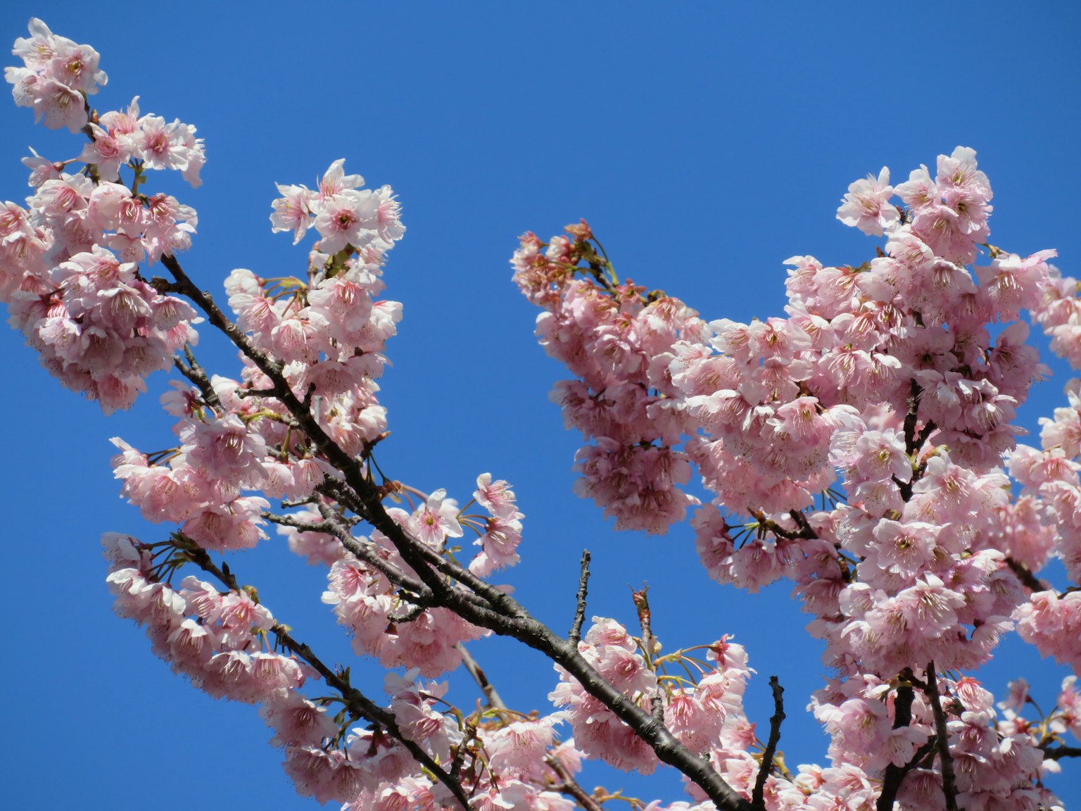 Branches de fleurs de cerisier roses sur fond bleu