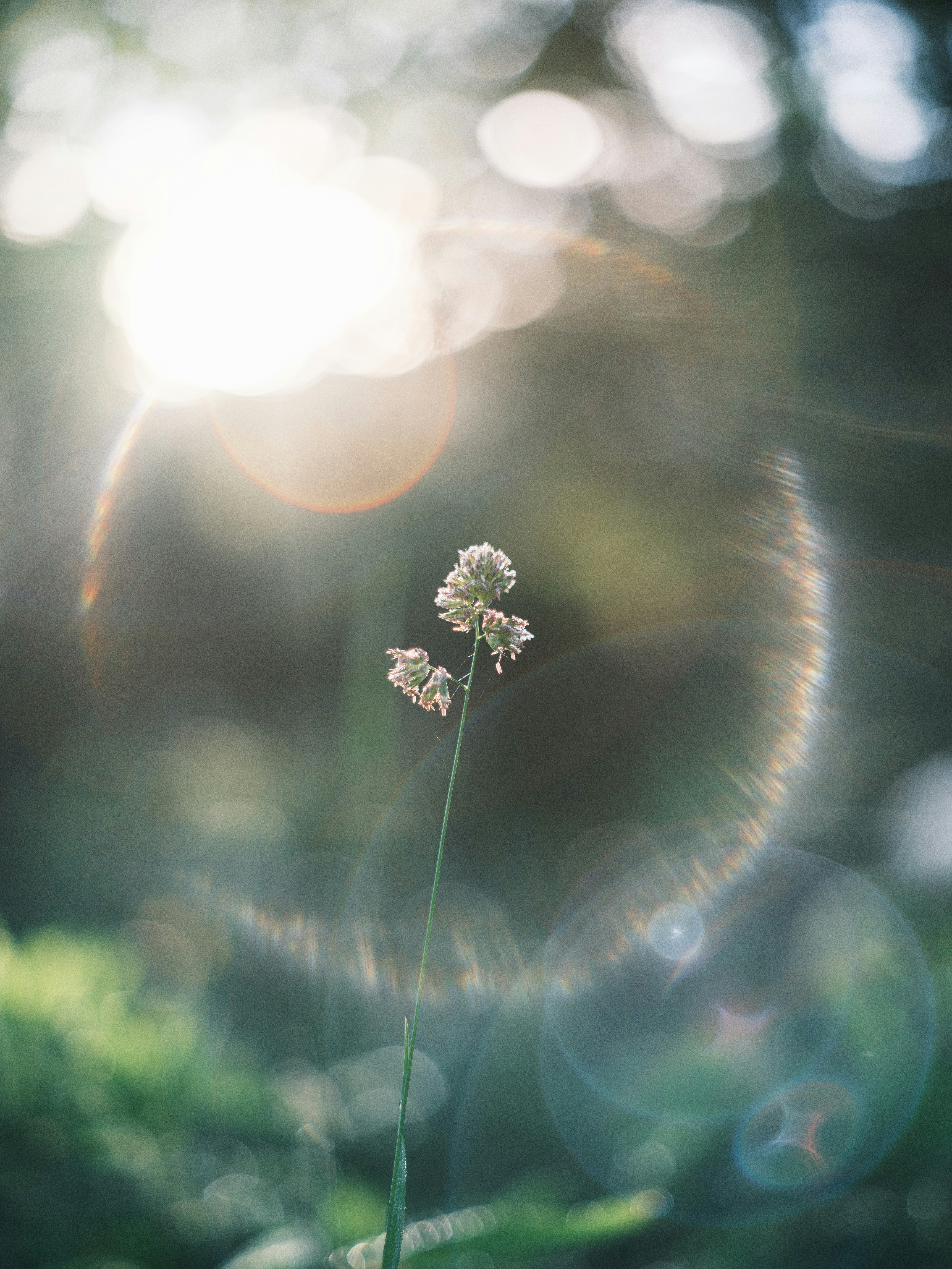 草むらに立つ小さな花の芽と朝の光