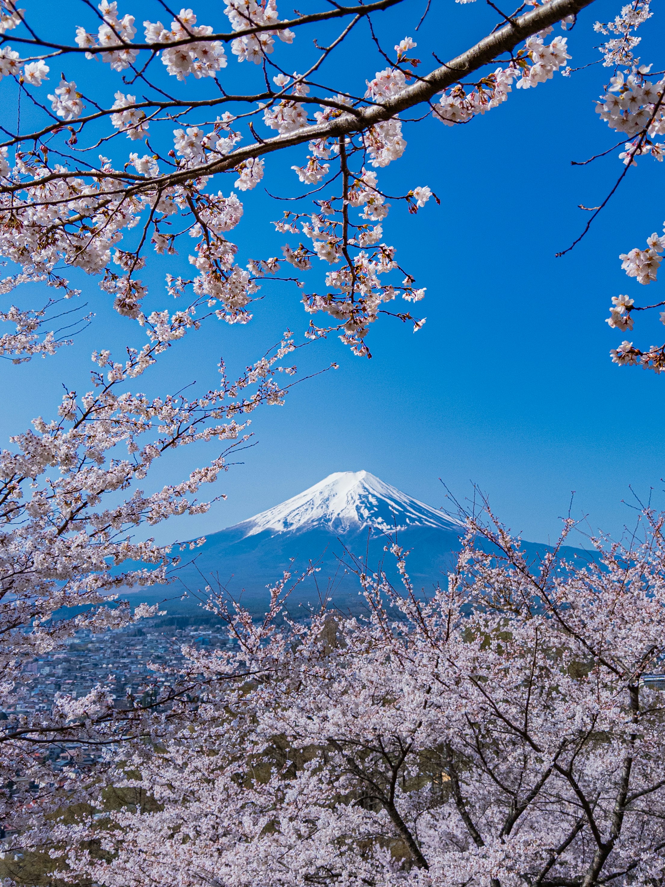 桜の花咲く枝と富士山を望む青空の風景