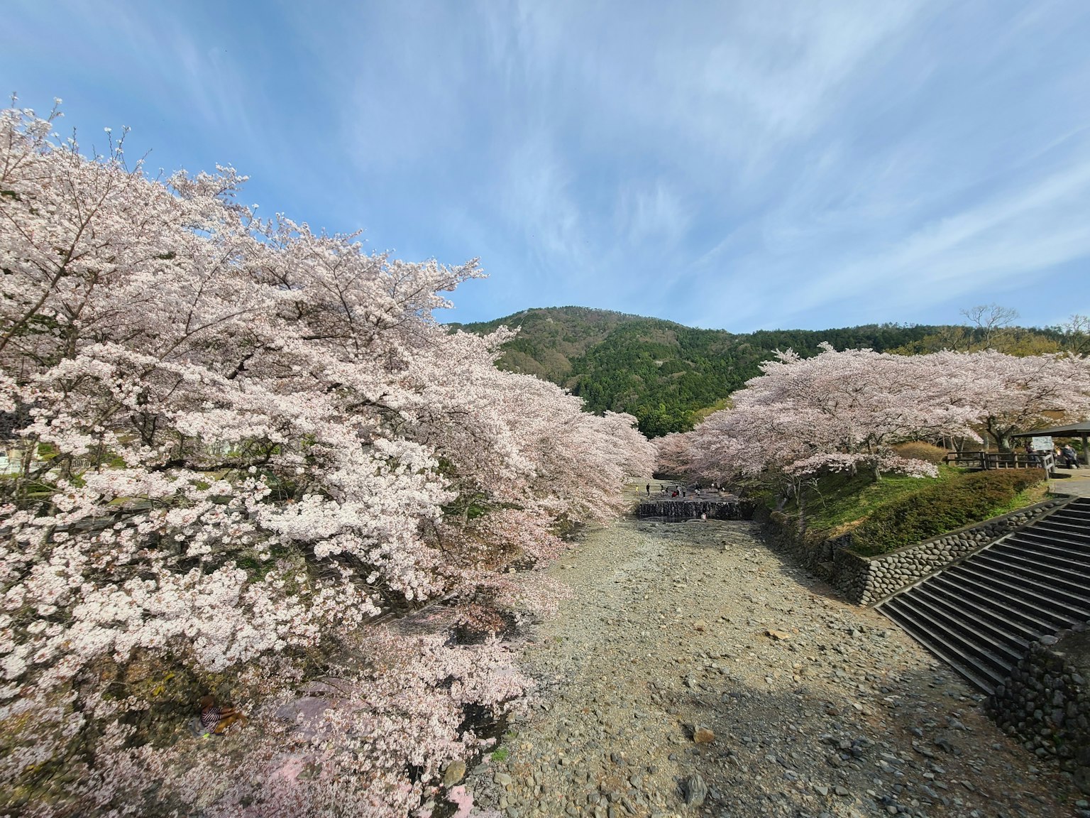Vista panoramica di alberi di ciliegio in fiore sotto un cielo azzurro con un'atmosfera serena