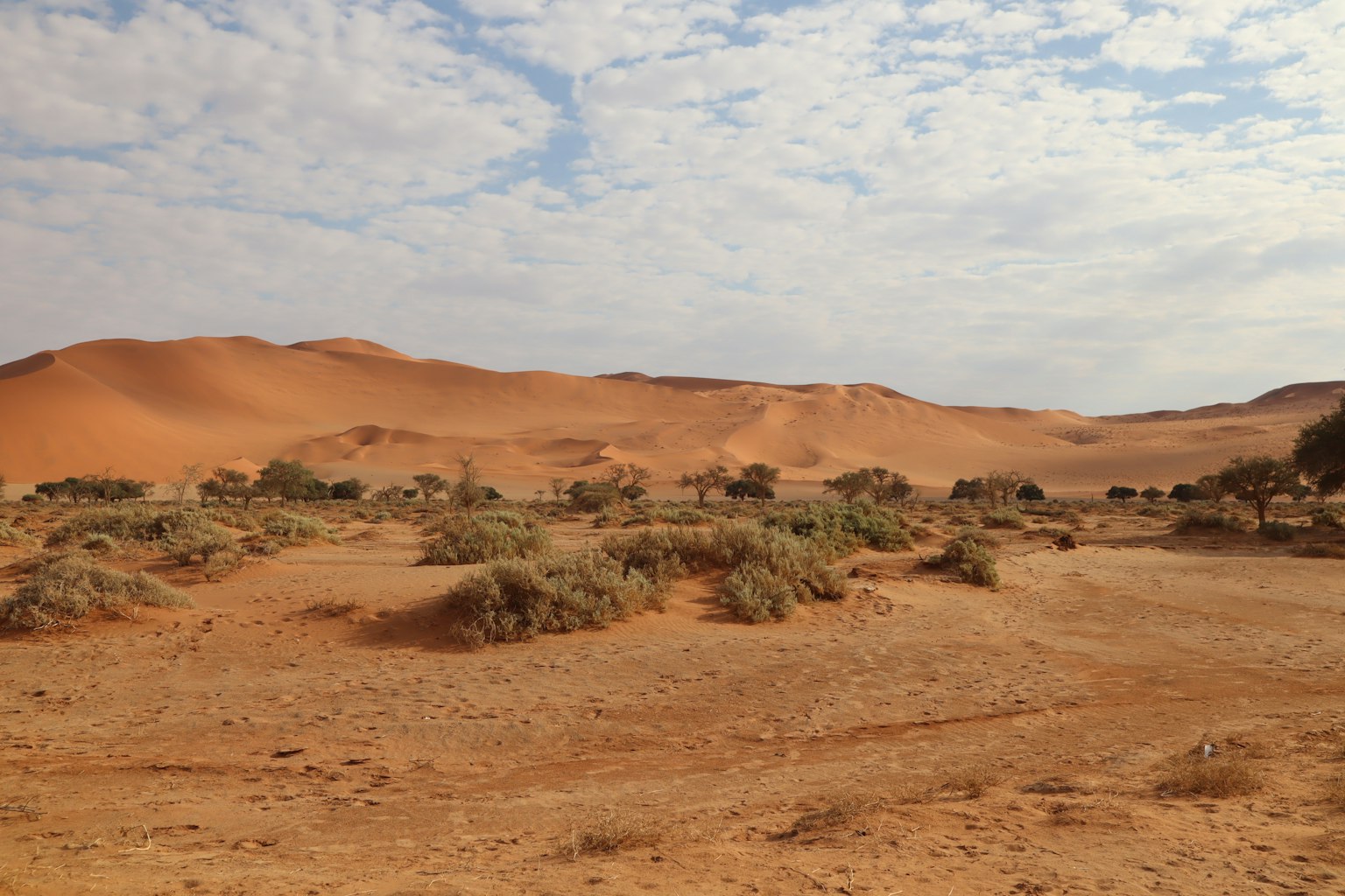 Paesaggio desertico con dune di sabbia e vegetazione sparsa
