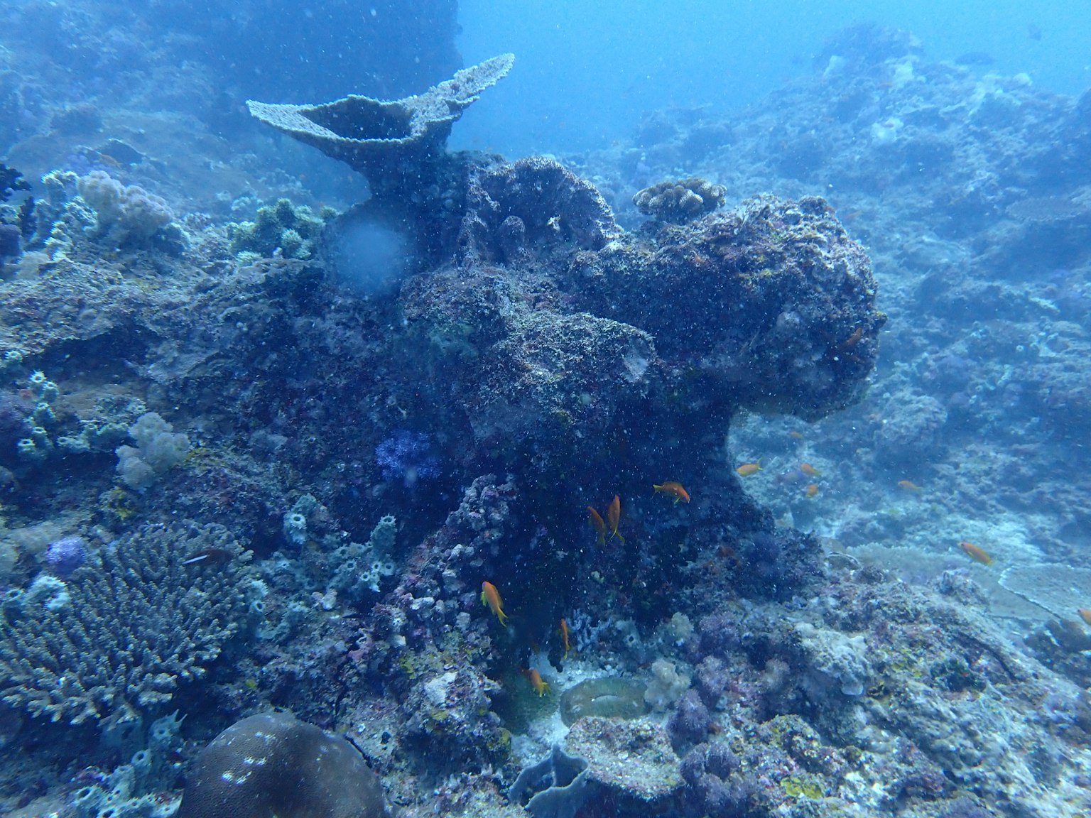 Scène sous-marine présentant des récifs coralliens et des poissons colorés