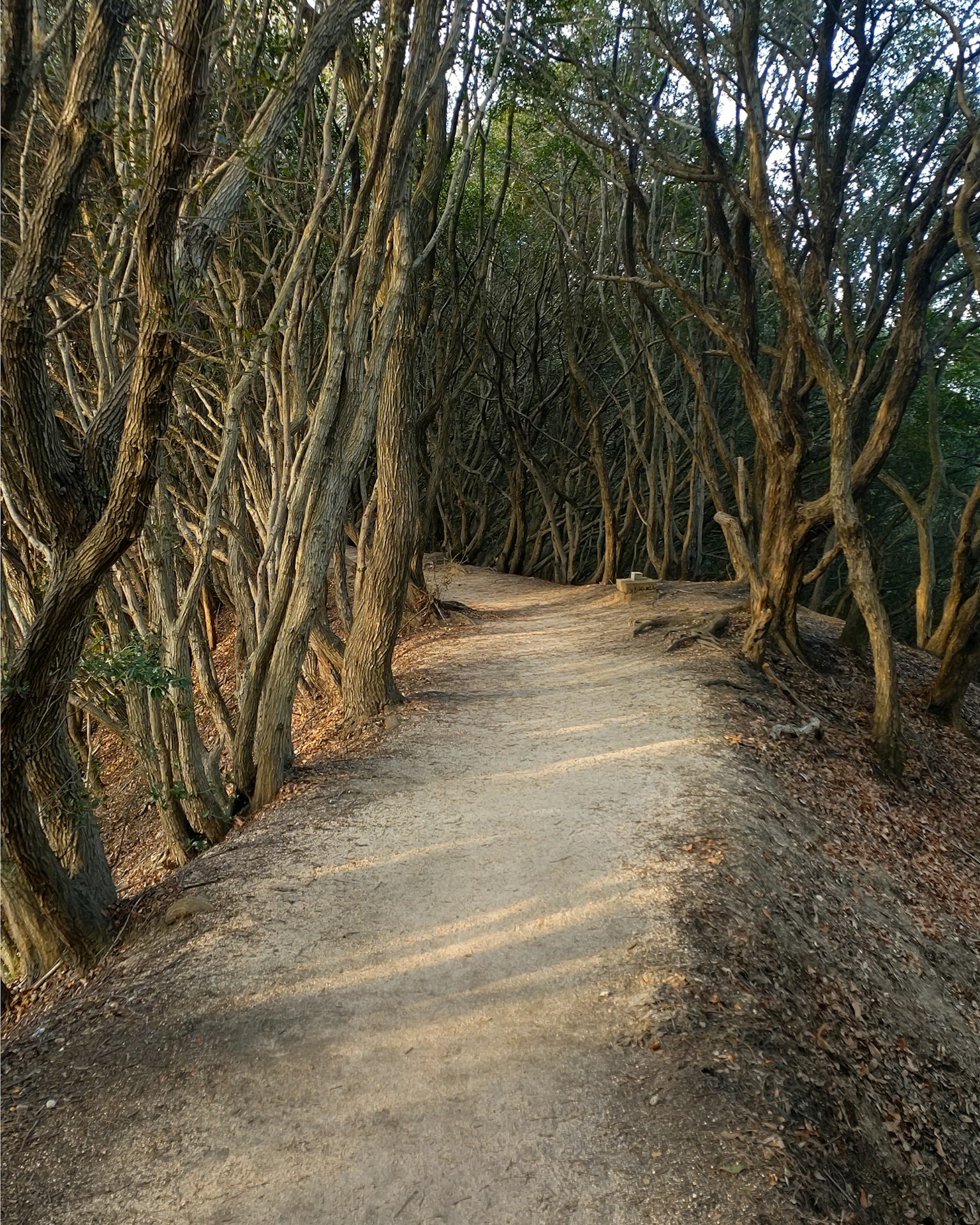 Un camino tranquilo rodeado de árboles que conduce al bosque