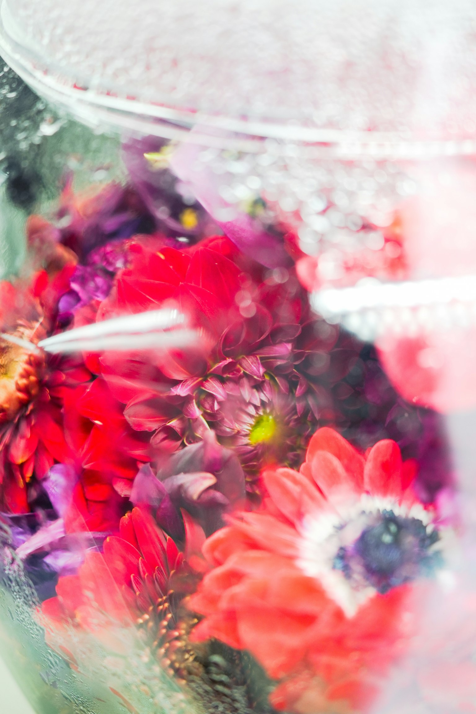 Close-up of colorful flowers submerged in water