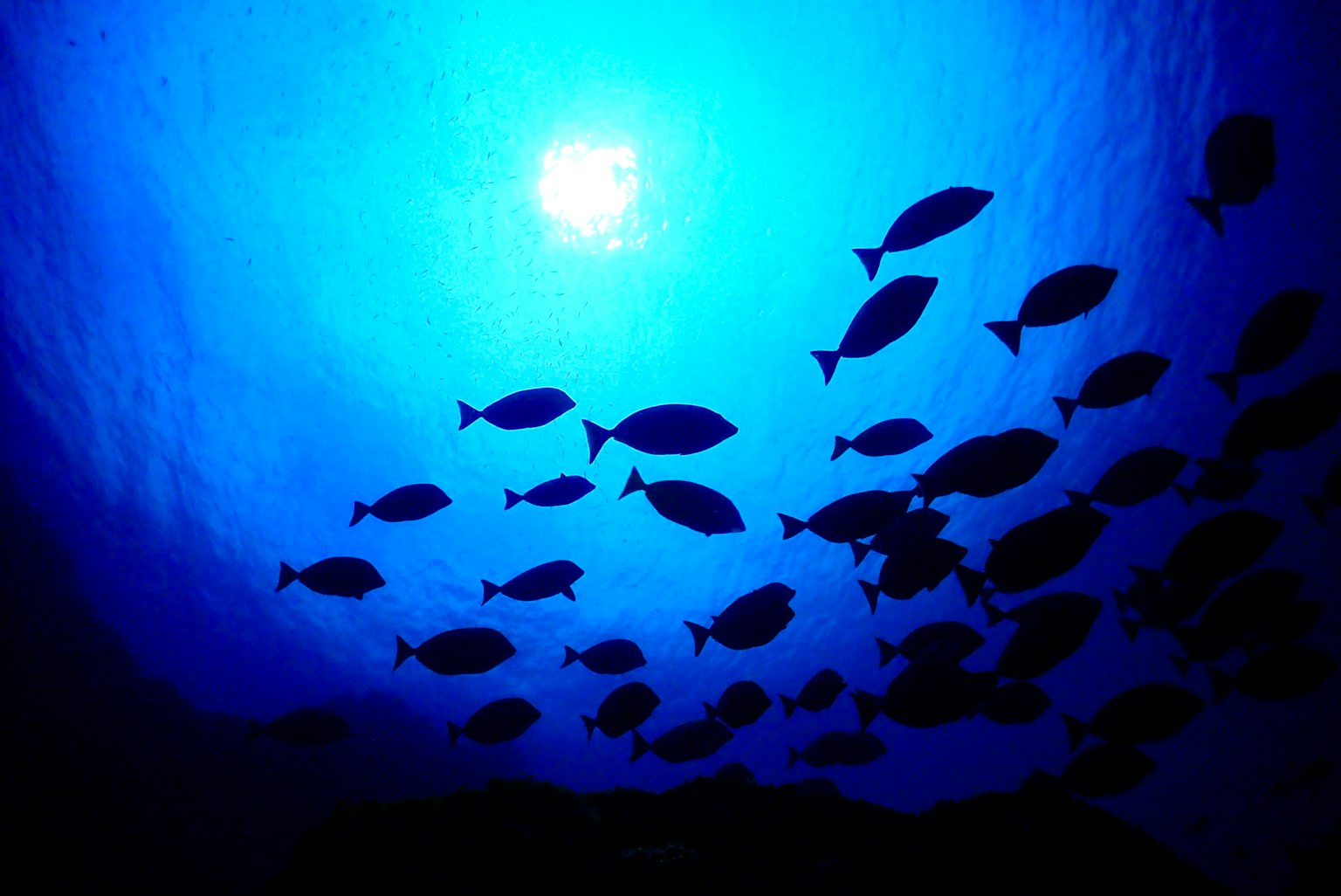 School of fish swimming in deep blue water with sunlight above