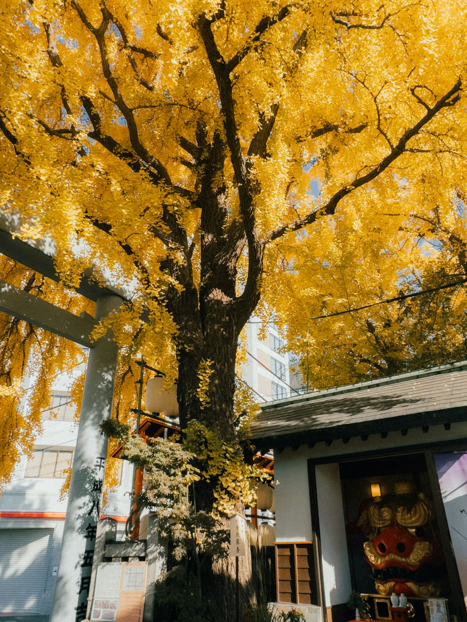 Cây ginkgo lớn với lá vàng bên cạnh một tòa nhà