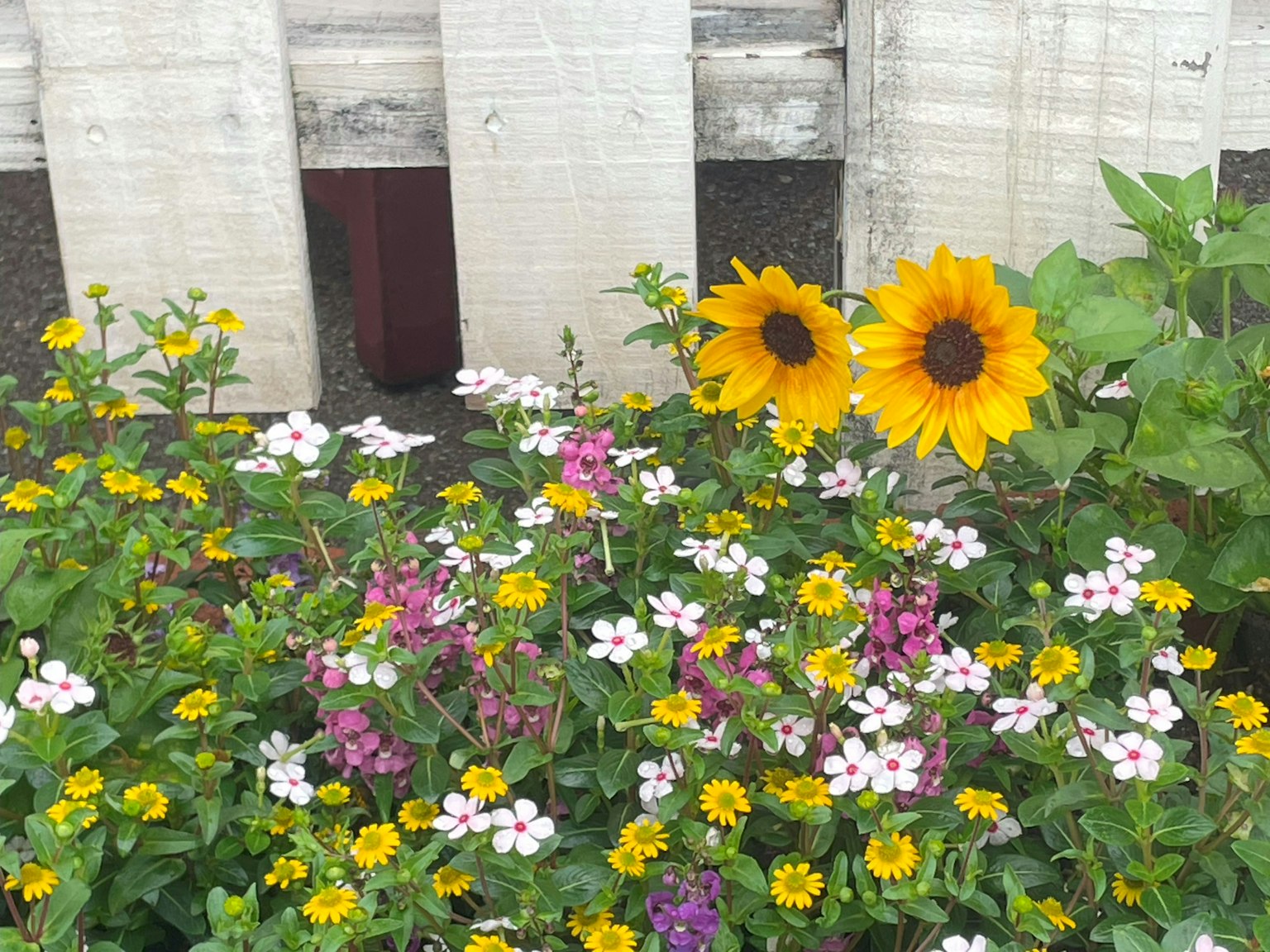 Escena de jardín colorido con girasoles y varias flores