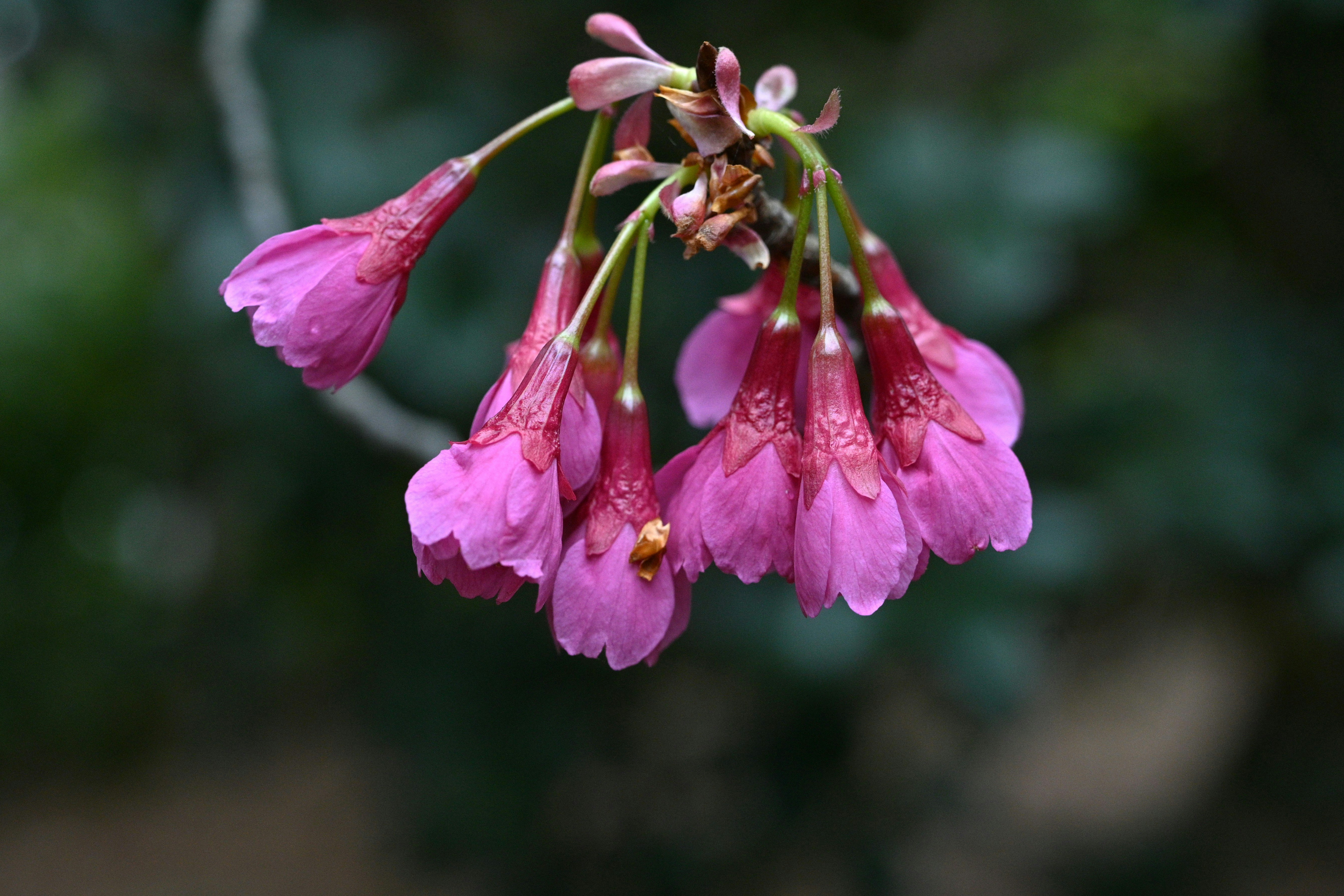 寒緋桜の花が垂れ下がる枝先