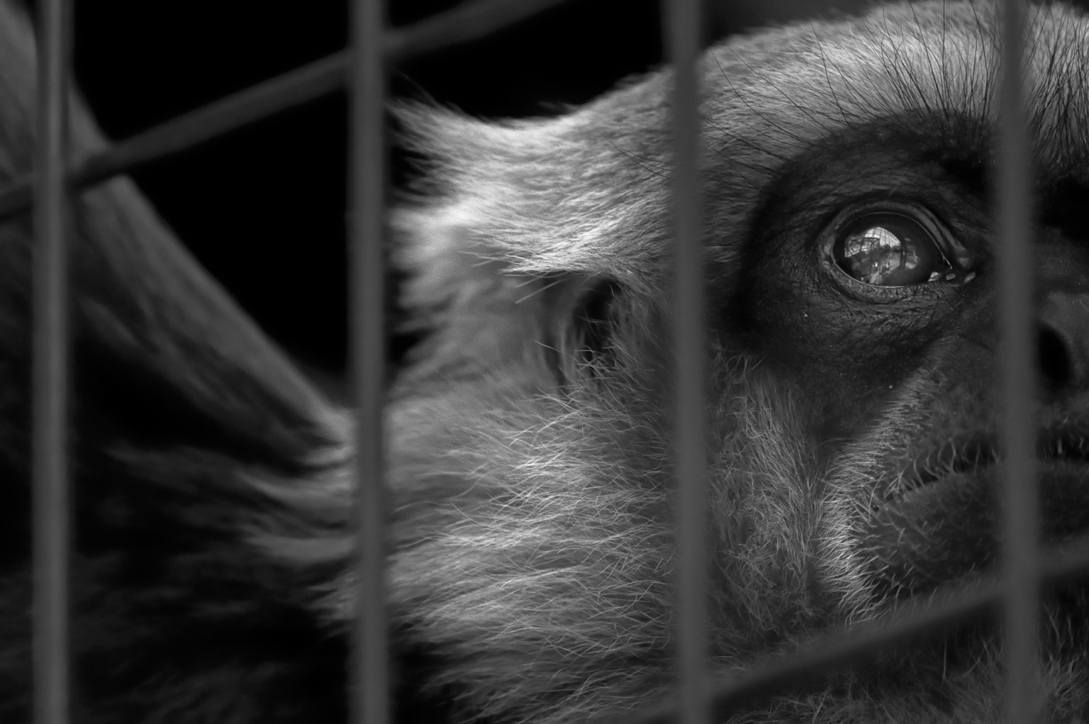 Close-up of a monkey's face seen through metal bars in black and white
