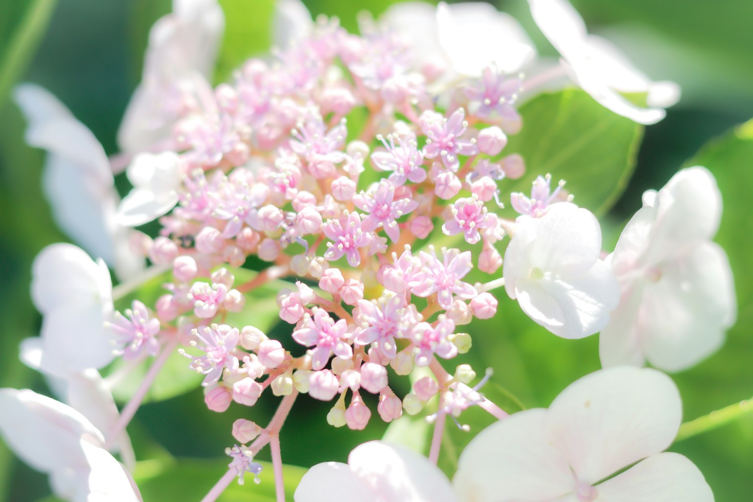 Primo piano di delicati fiori rosa circondati da petali bianchi su uno sfondo verde lussureggiante