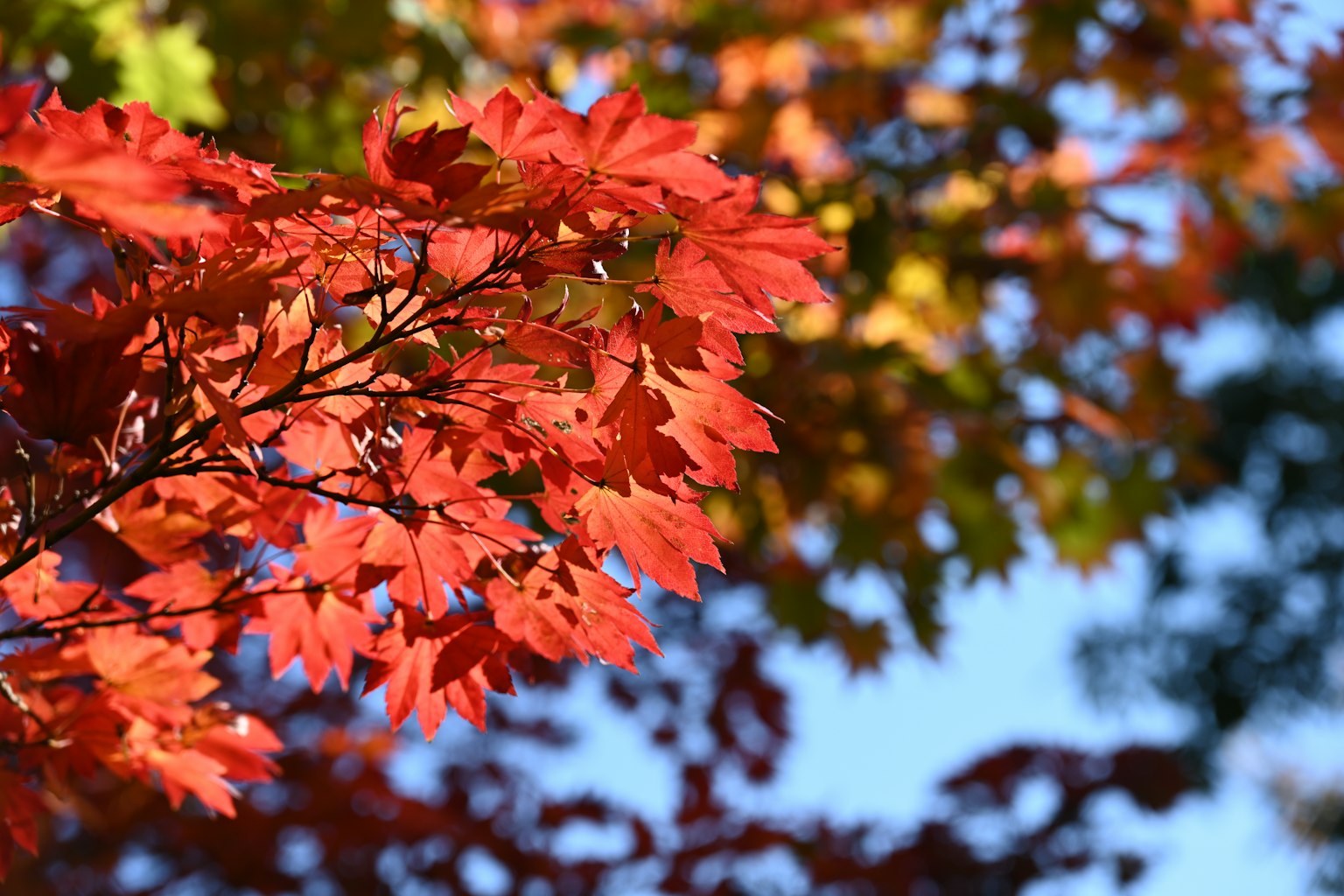 Foglie rosse vivaci su un ramo d'albero in autunno