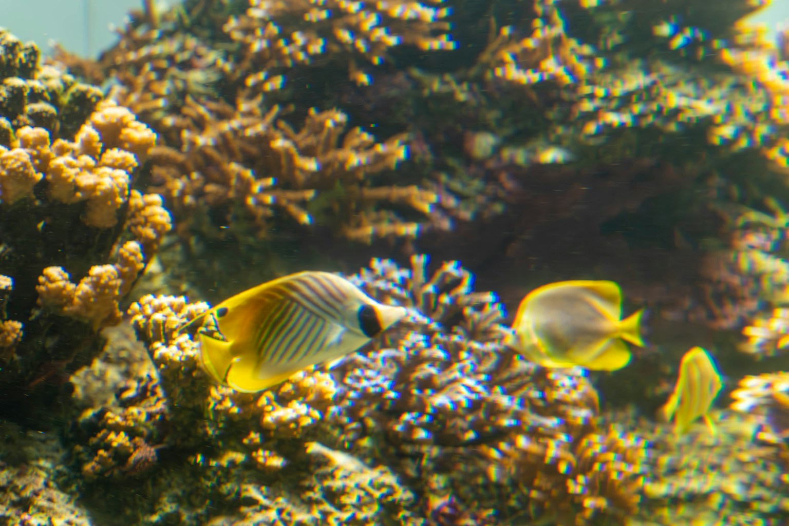 黃色魚在五彩斑斓的珊瑚礁中游泳