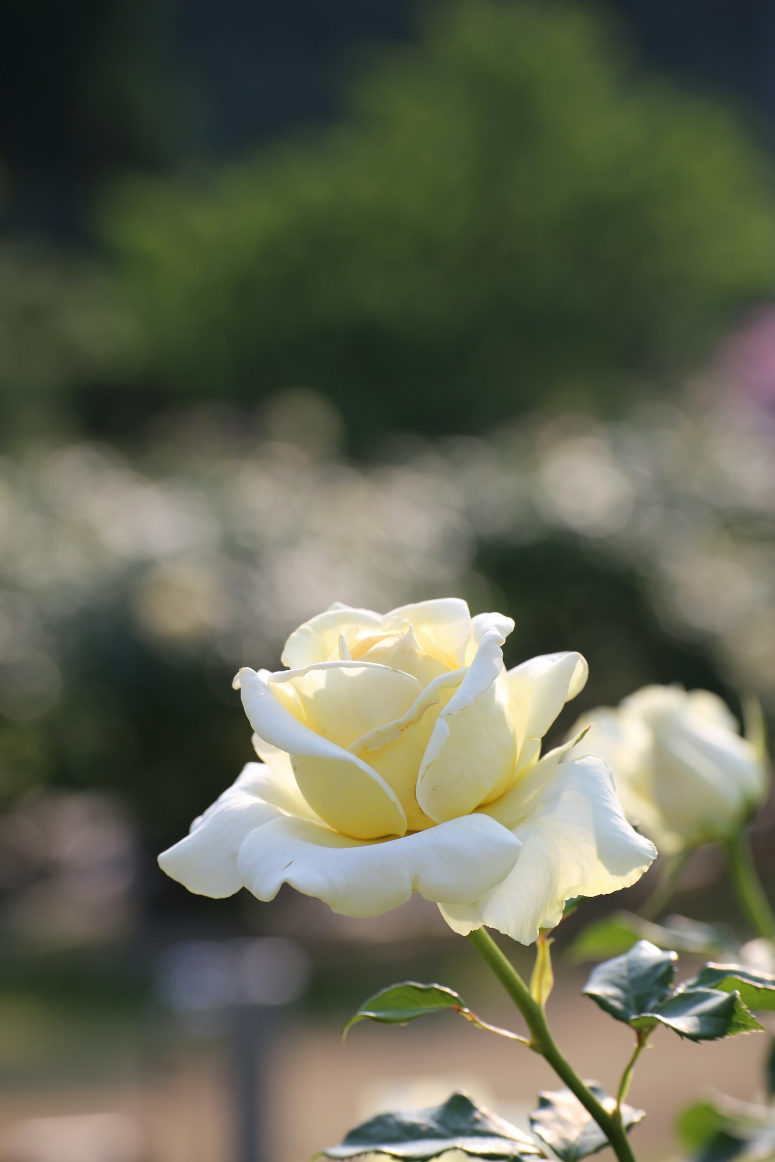 Una rosa blanca en flor con un fondo verde borroso