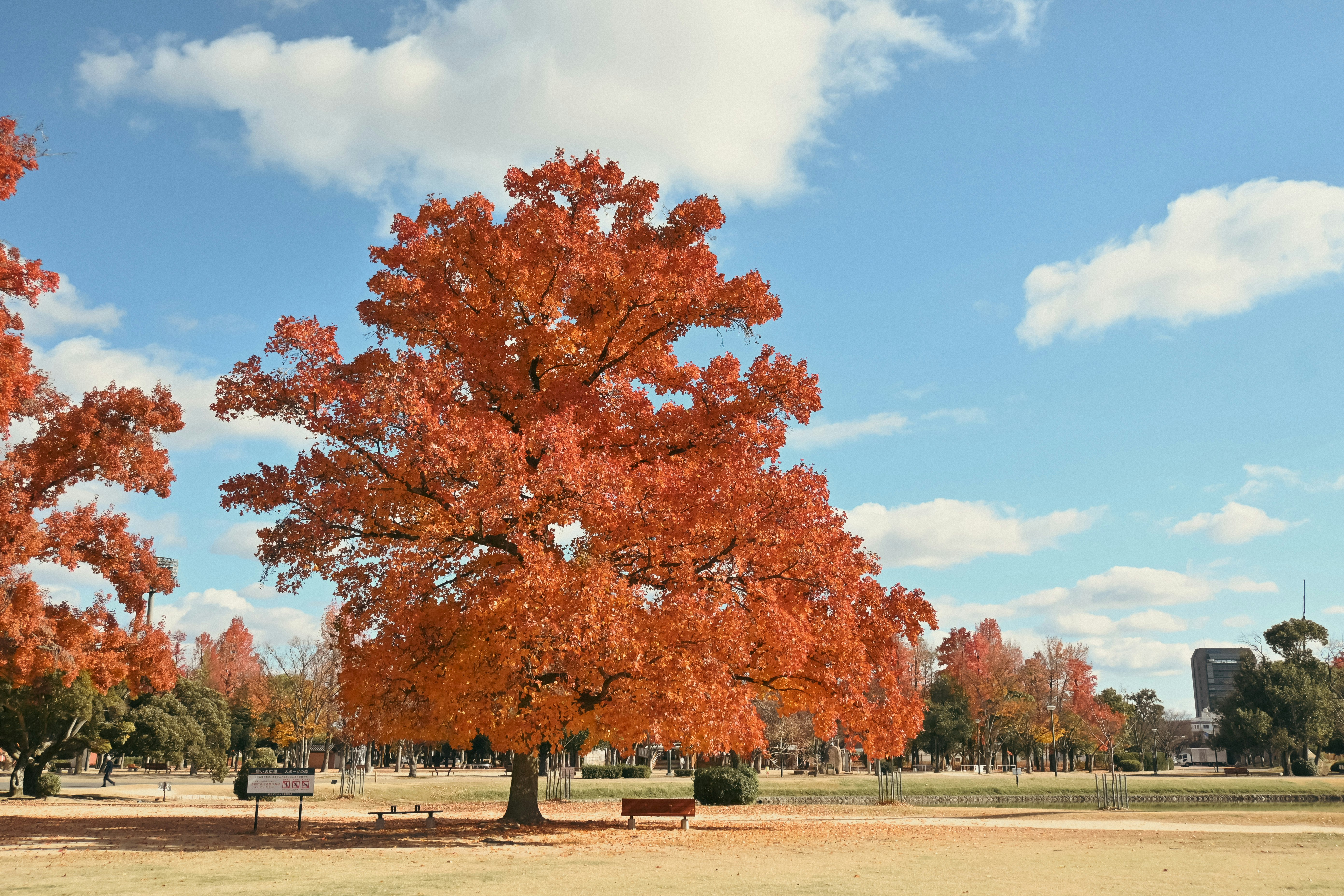 広場に立つ赤い紅葉の大きな木と青空