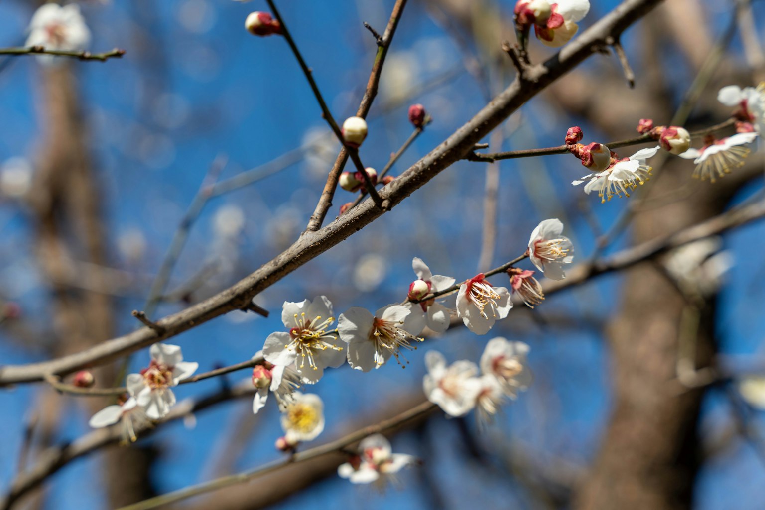 Ramas con flores blancas contra un cielo azul