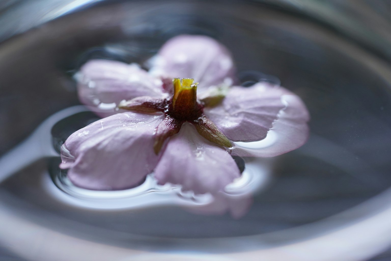 Una flor rosa pálido flotando en la superficie del agua