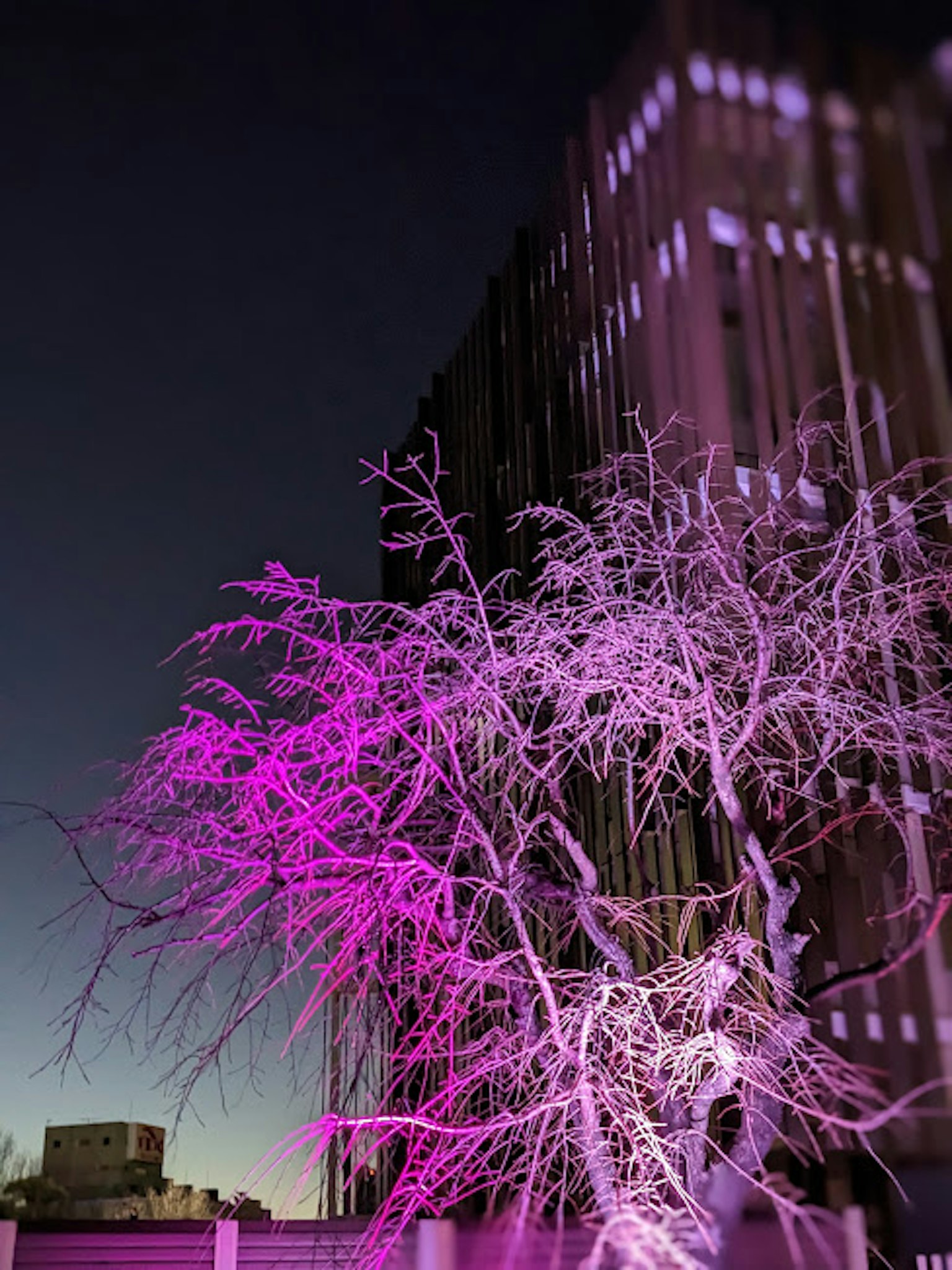 Árbol iluminado con luz púrpura contra un cielo crepuscular