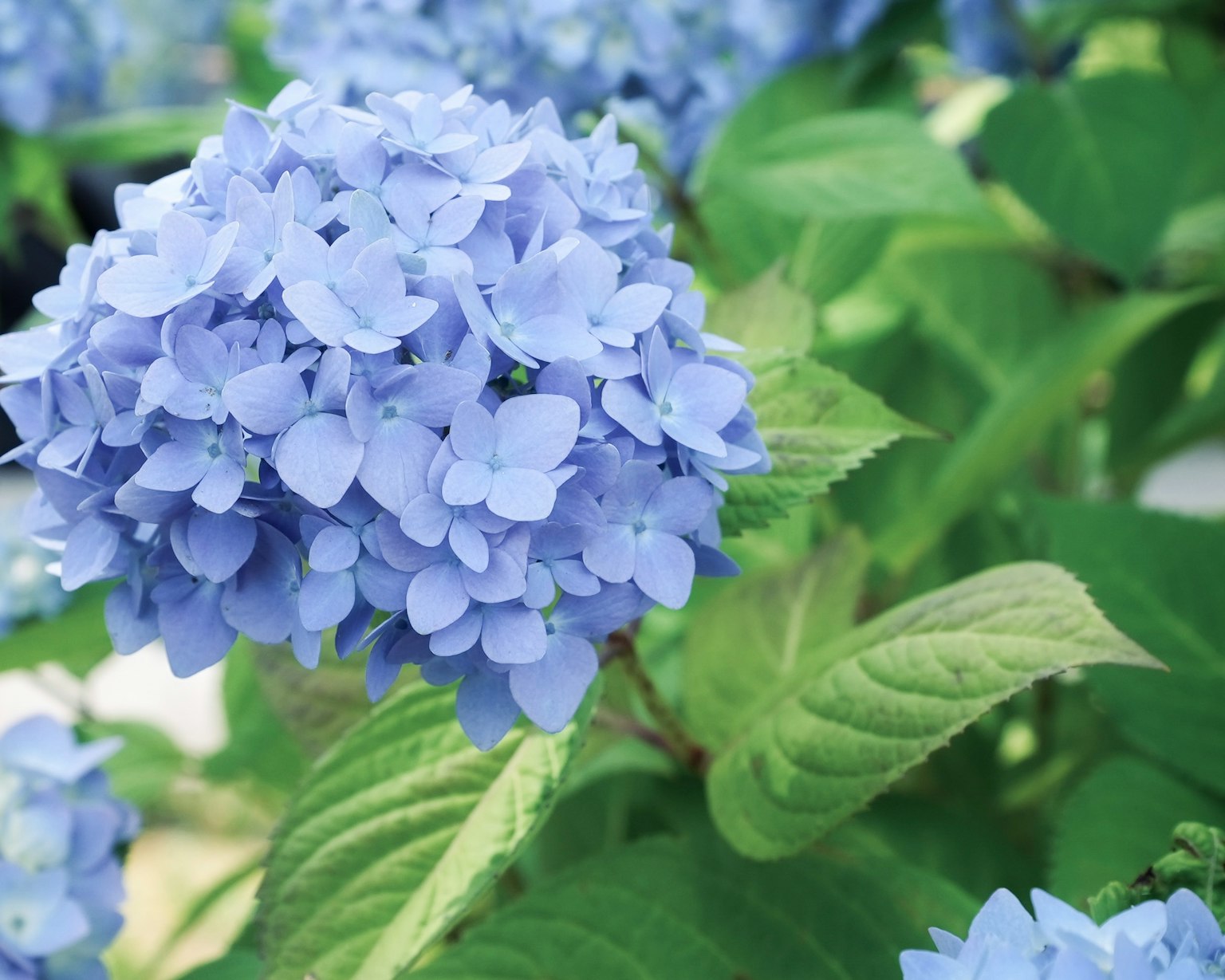 Bunga hidrangea biru yang indah dengan daun hijau