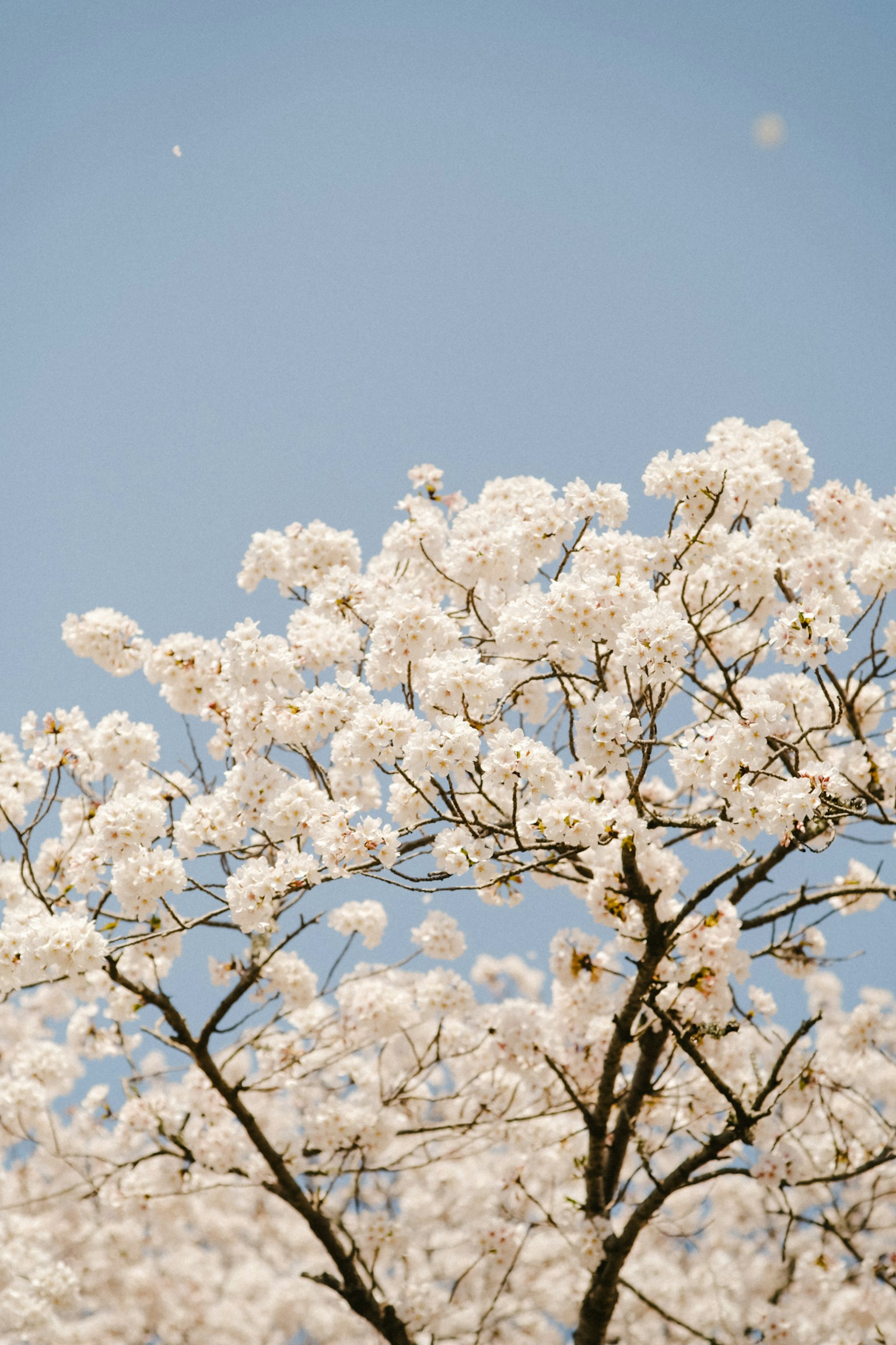 White flowering tree against a blue sky
