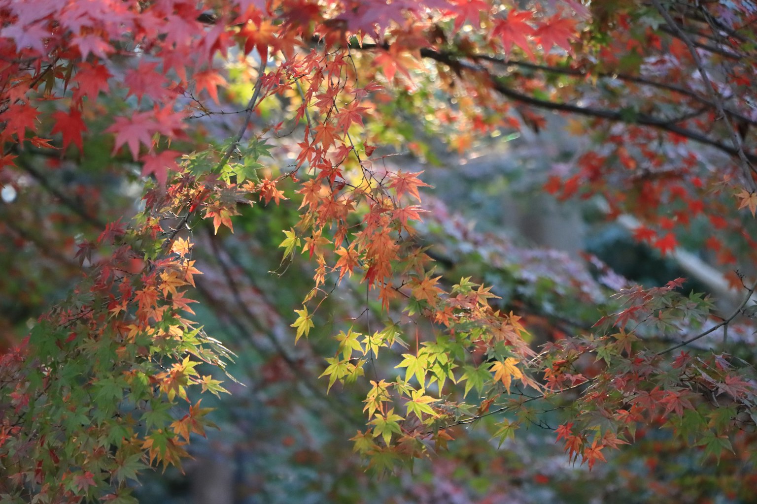Vibrant autumn leaves in shades of red and yellow reflecting light