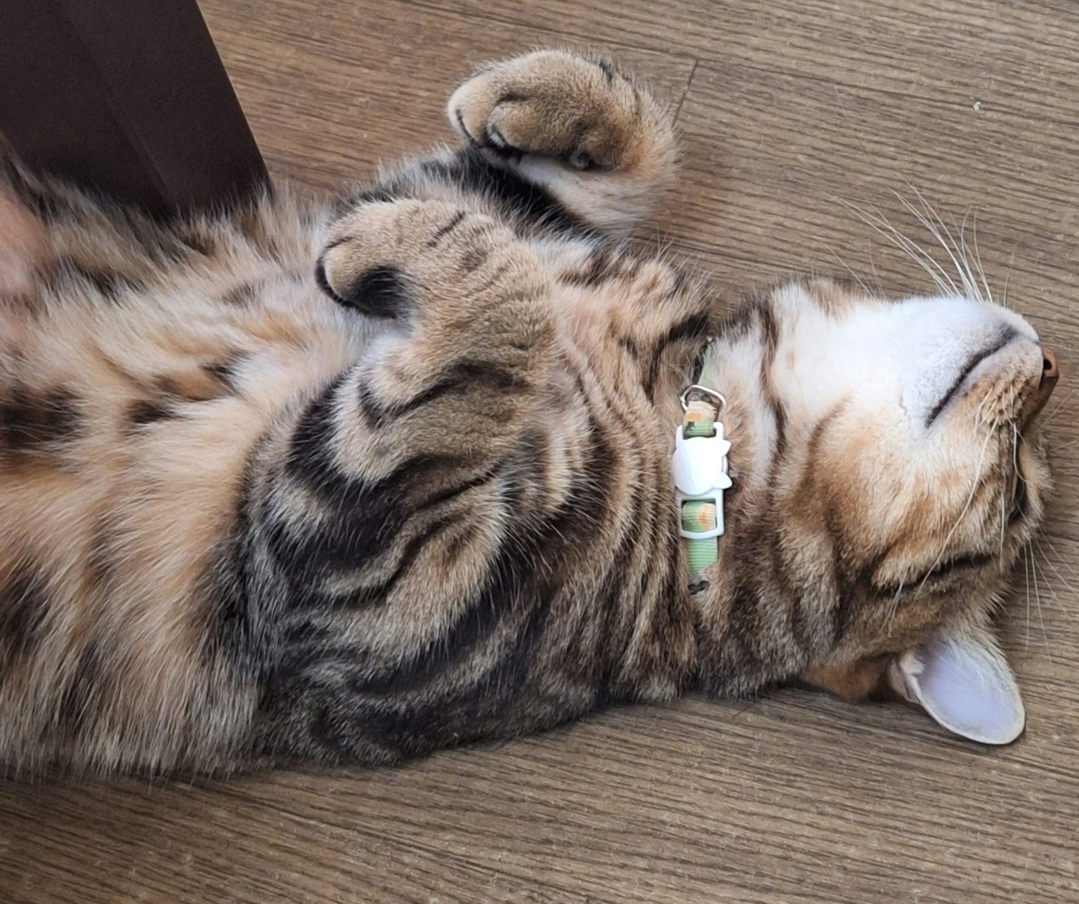 Mèo tabby nâu nằm ngửa lộ bụng và đeo vòng cổ