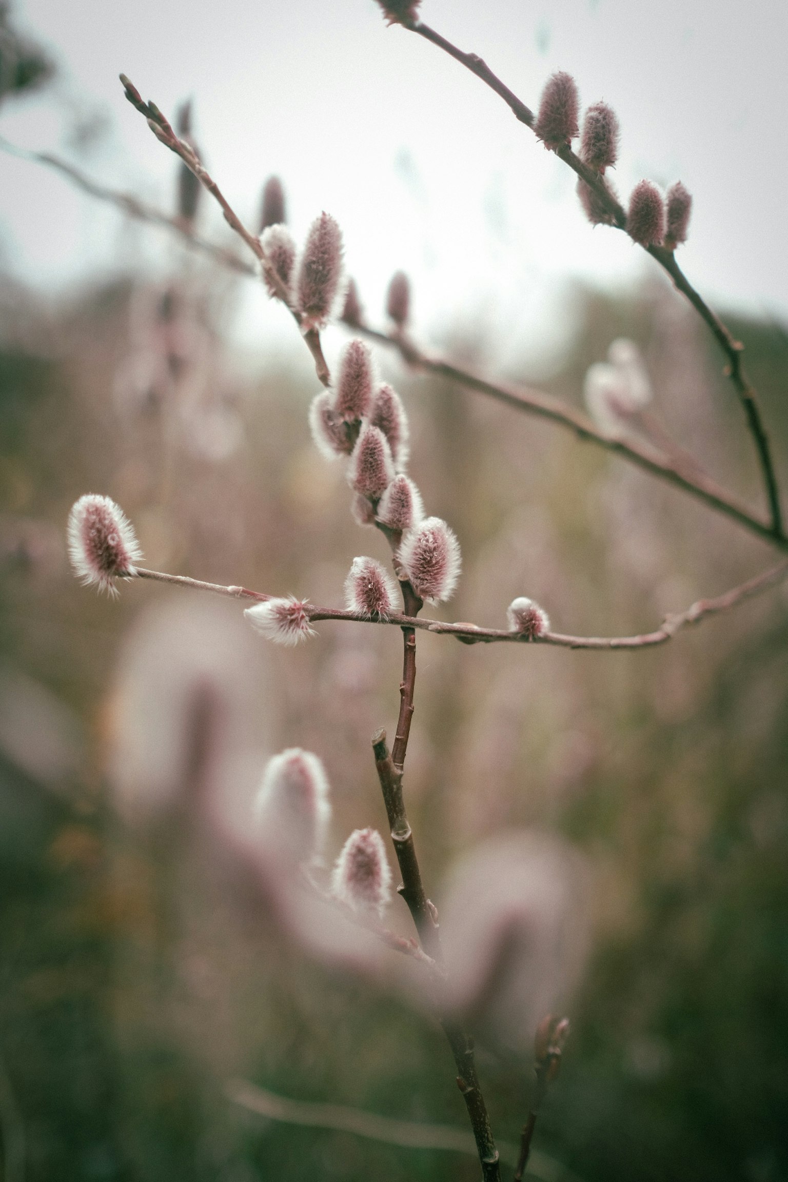 A branch with soft furry buds set against a blurred green background