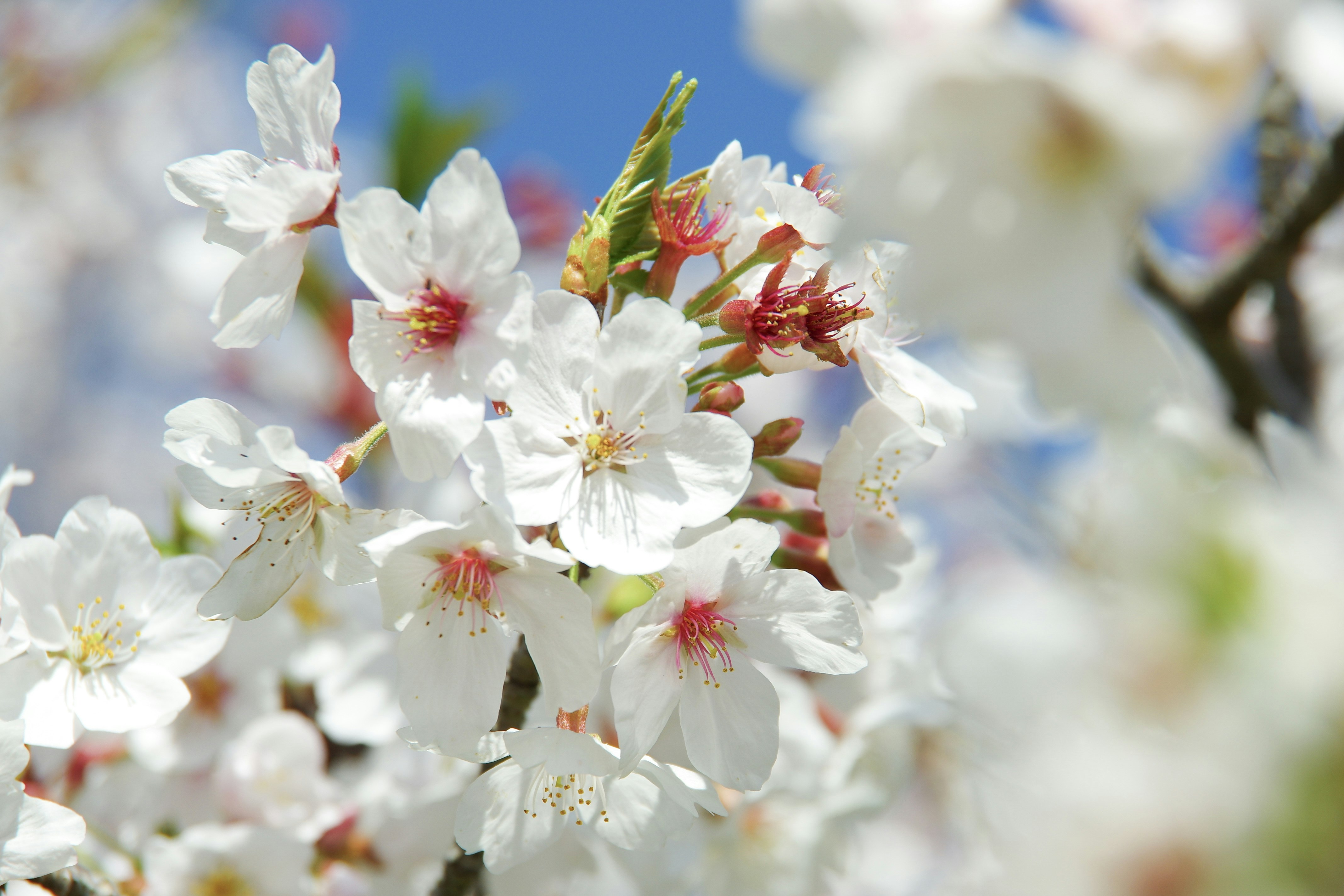 白い桜の花が咲く春の枝先