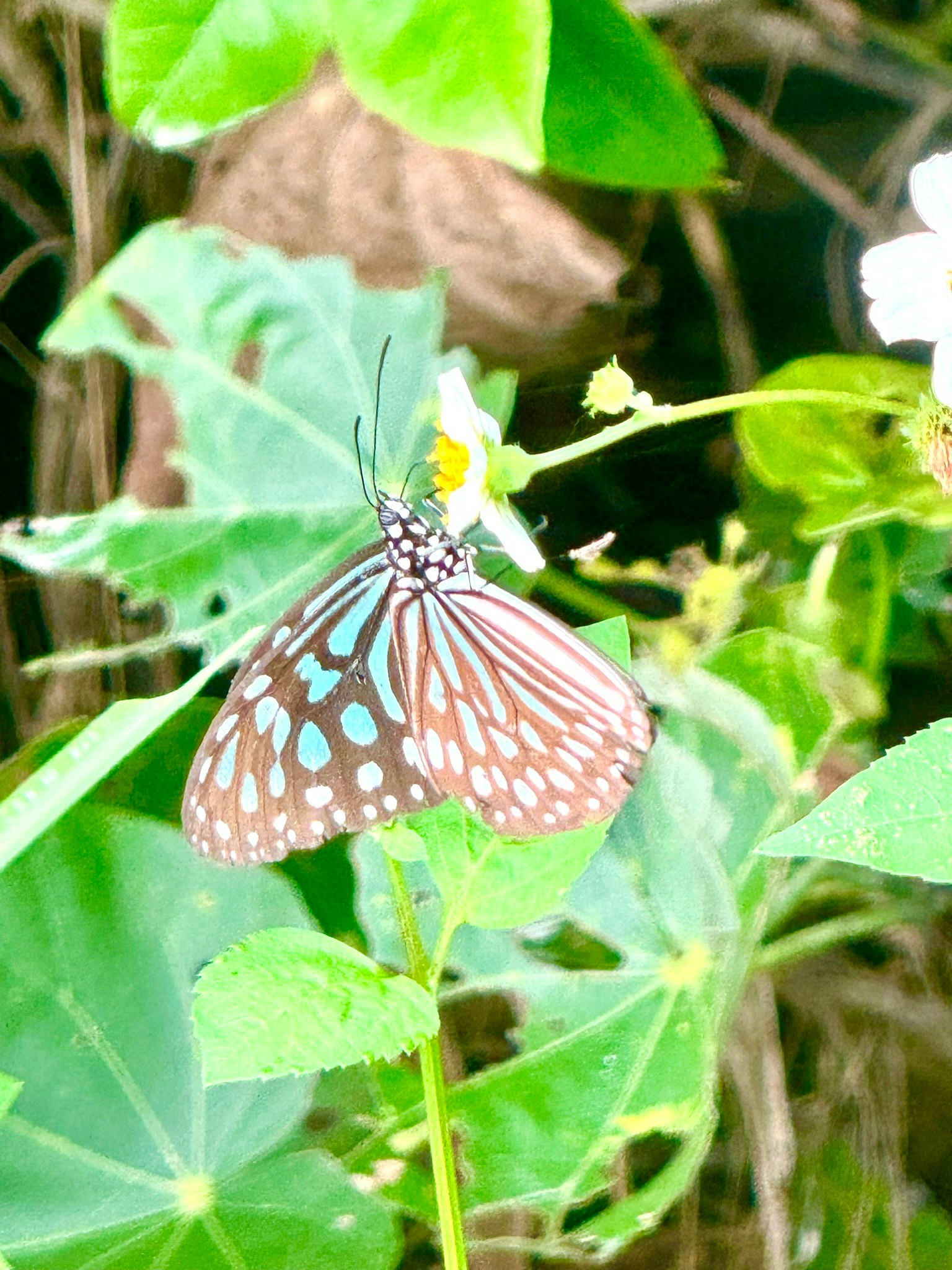 Brauner Schmetterling mit blauen Punkten, der auf einer Blume sitzt