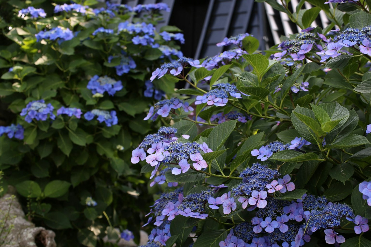 Primo piano di piante fiorite con fiori blu e viola sfondo con una struttura in legno