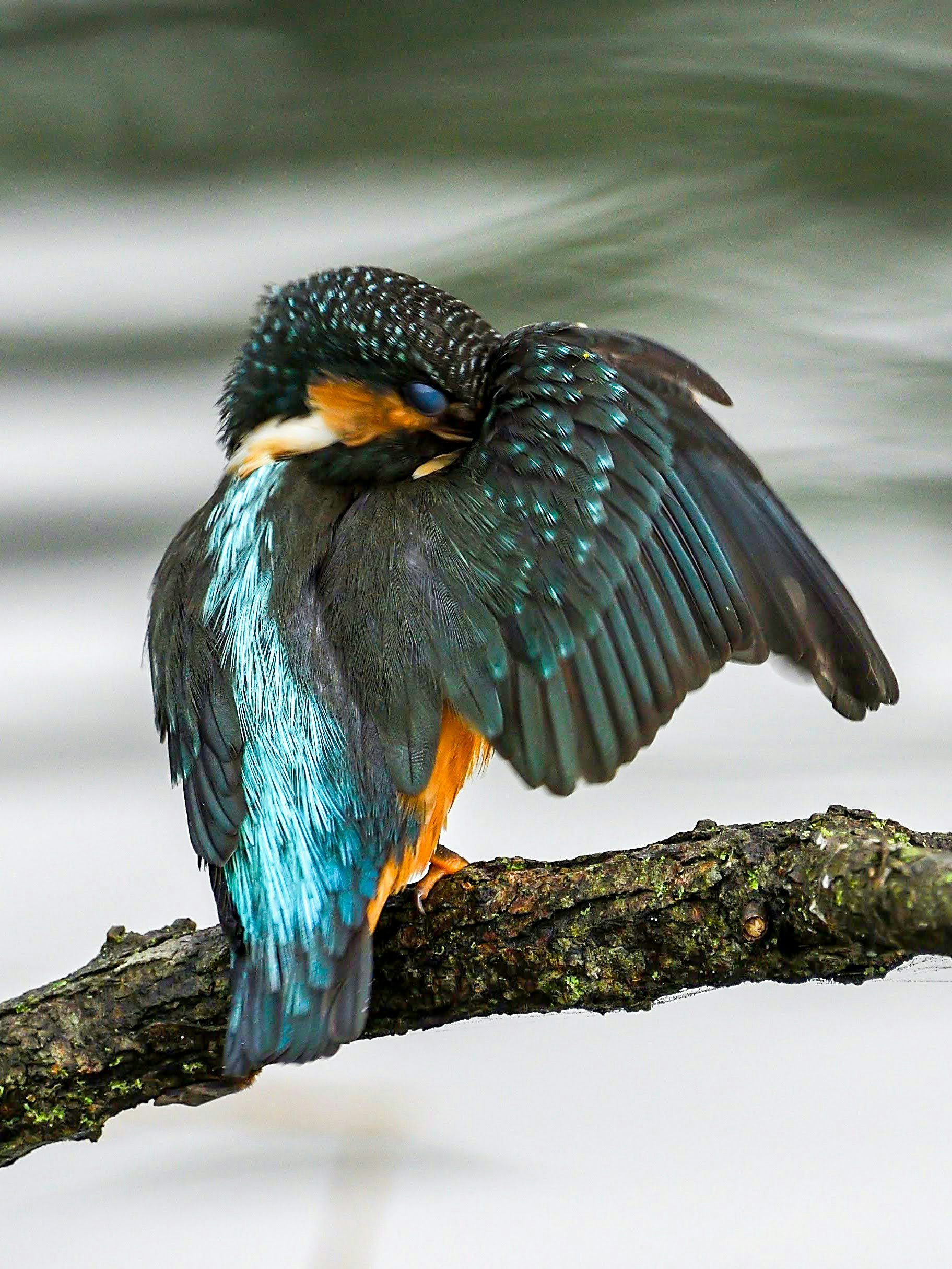 oiseau perché sur une branche, ailes déployées