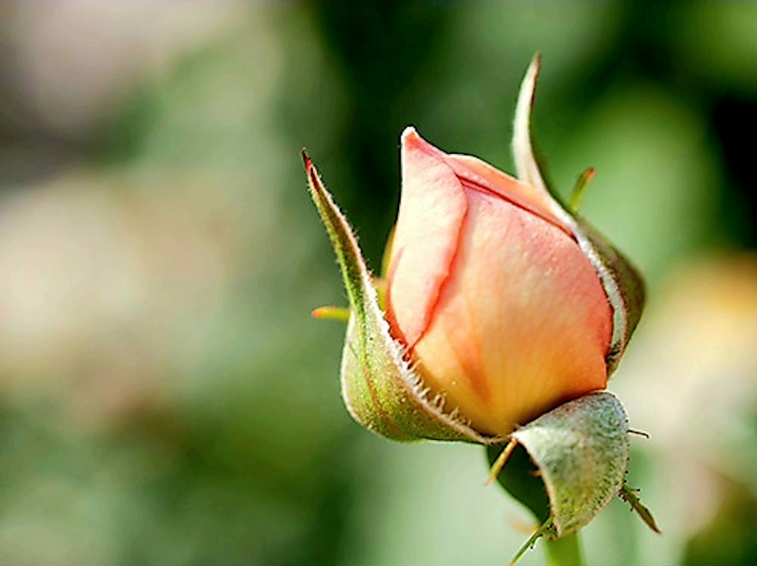 Un hermoso capullo de rosa rosa destaca sobre un fondo verde