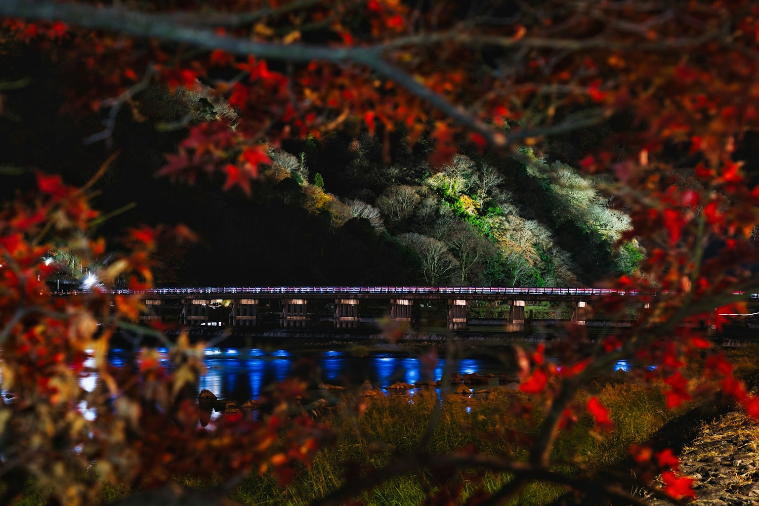 夜の紅葉と川の景色 橋が青い光で照らされている