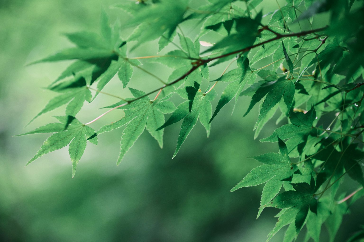 Close-up cabang pohon maple dengan daun hijau cerah
