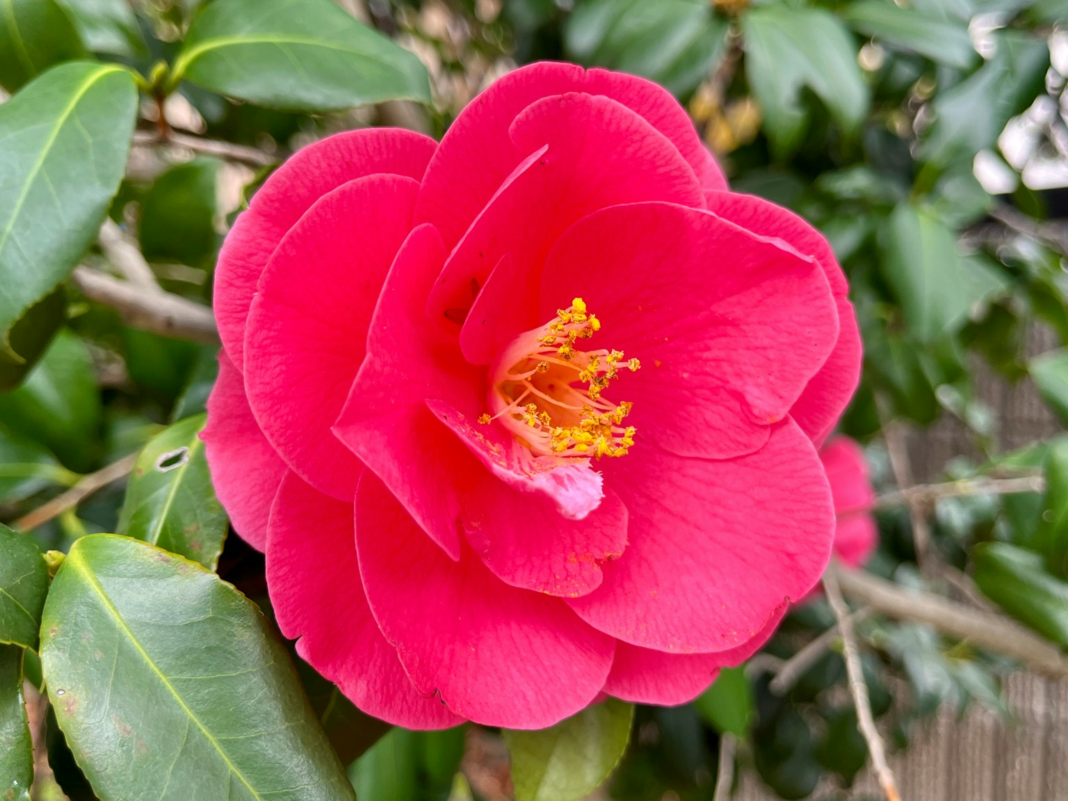 粉色山茶花在绿色叶子间绽放