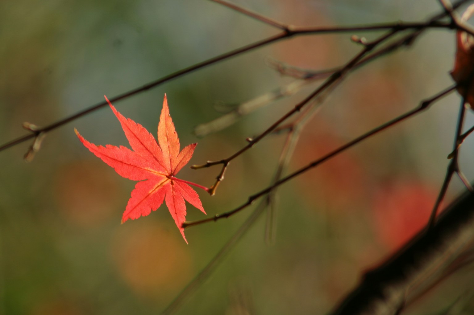 Une vibrante feuille d'érable rouge accrochée à une fine branche dans une belle scène d'automne