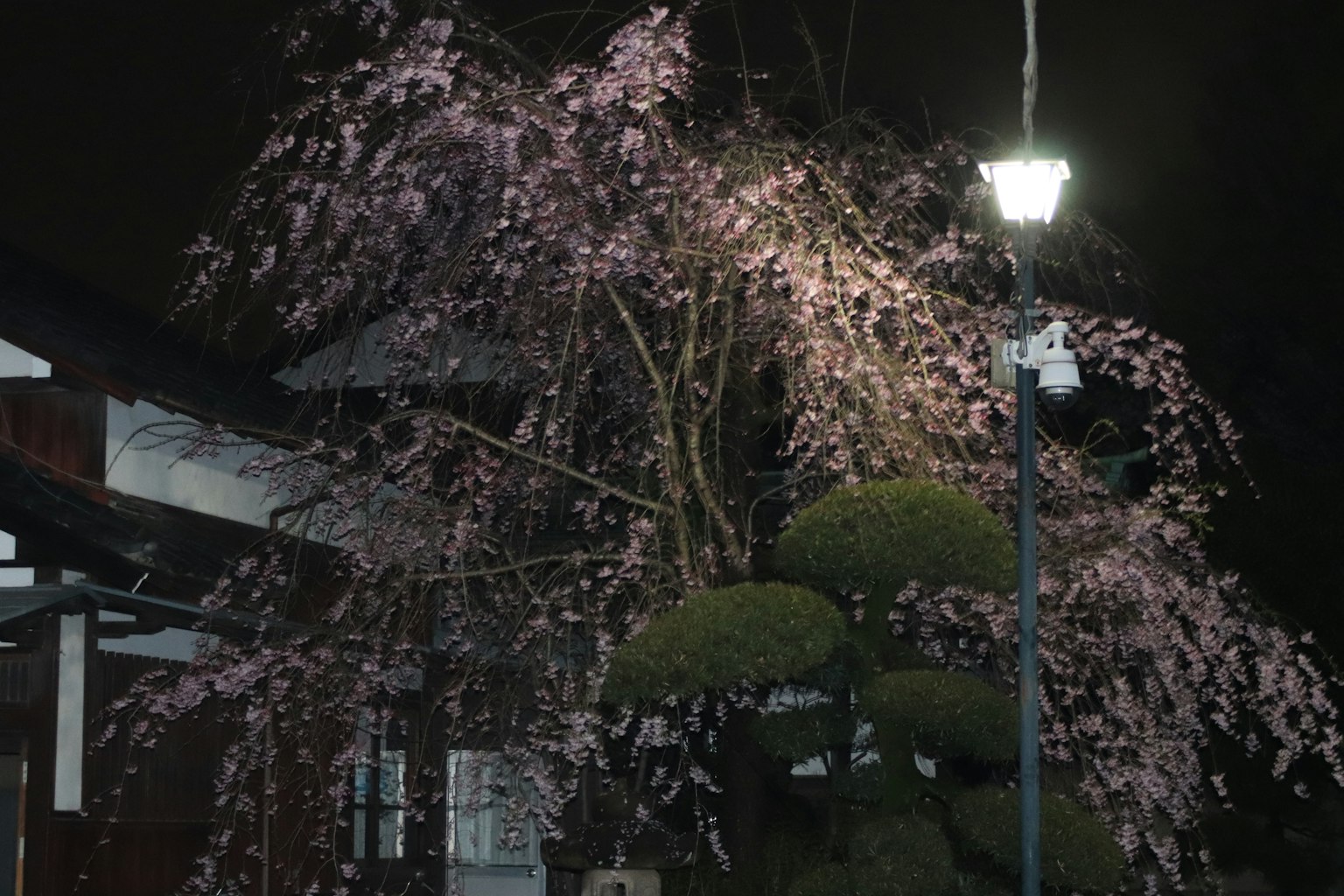 夜晚场景，樱花树和路灯