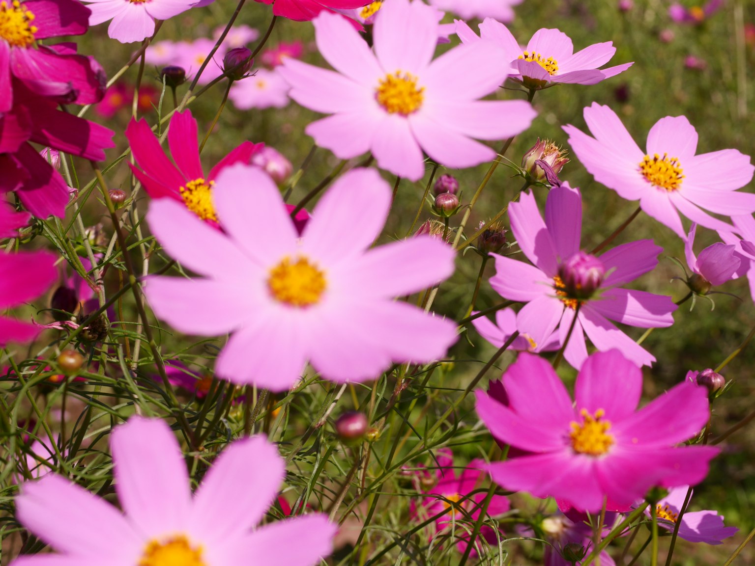 Campo de flores de cosmos coloridas en flor