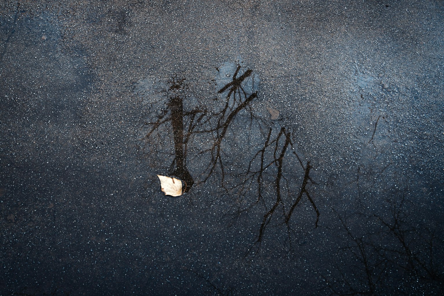 Ein Blatt schwimmt in einer Pfütze mit Reflexionen von Bäumen