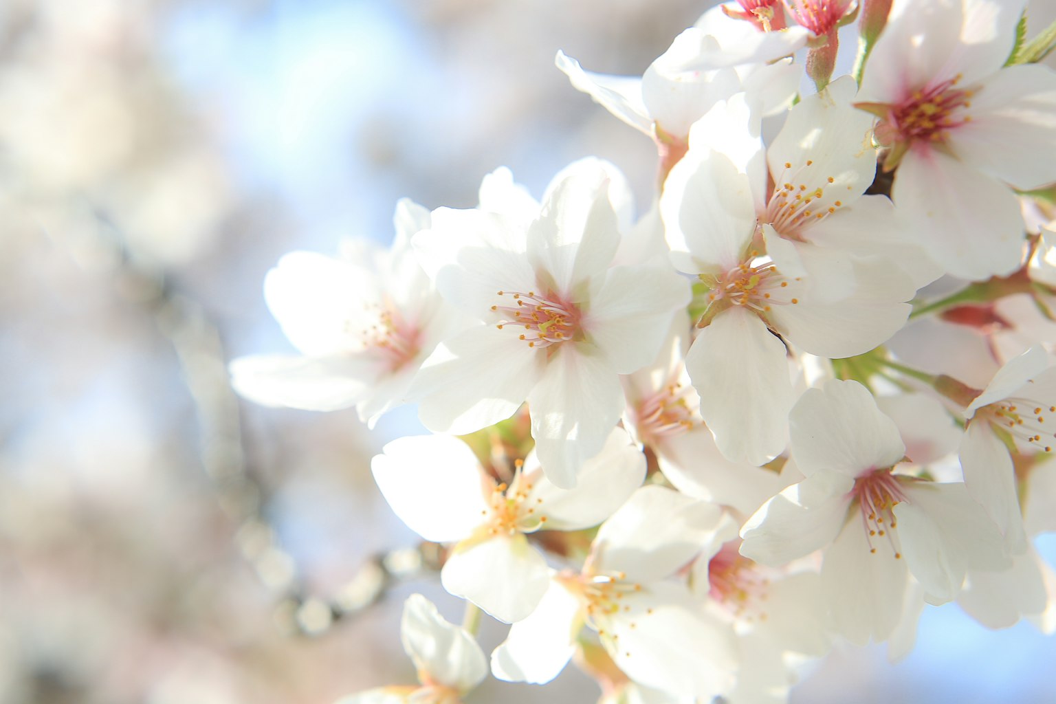 Zarte Kirschblüten blühen