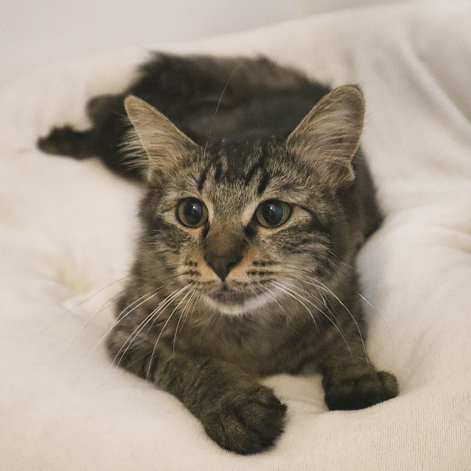 Gato gris relajándose en un cojín esponjoso