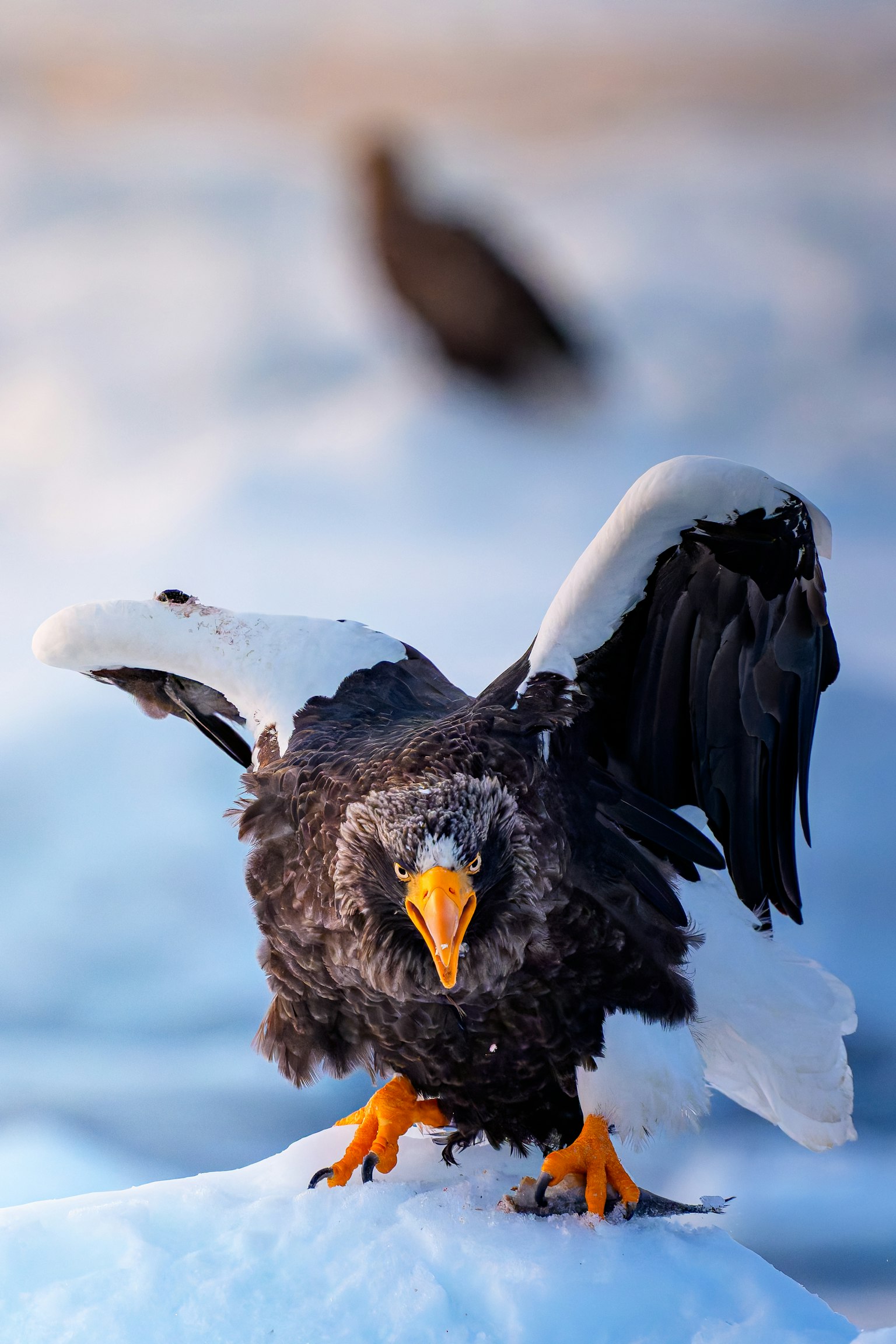 Un grande uccello simile a un'aquila che espande le ali sulla neve
