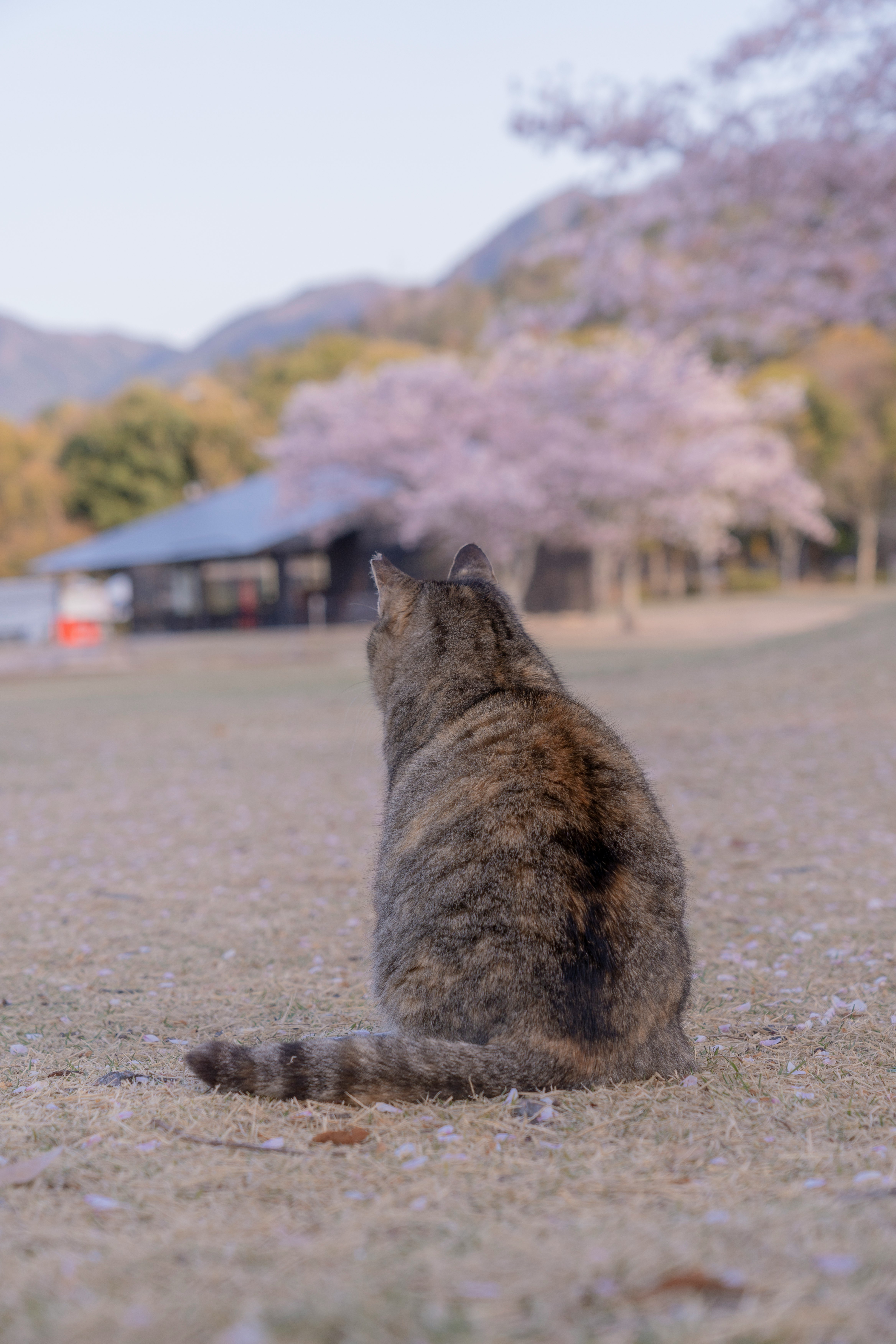 草地に座る猫と山並みの風景