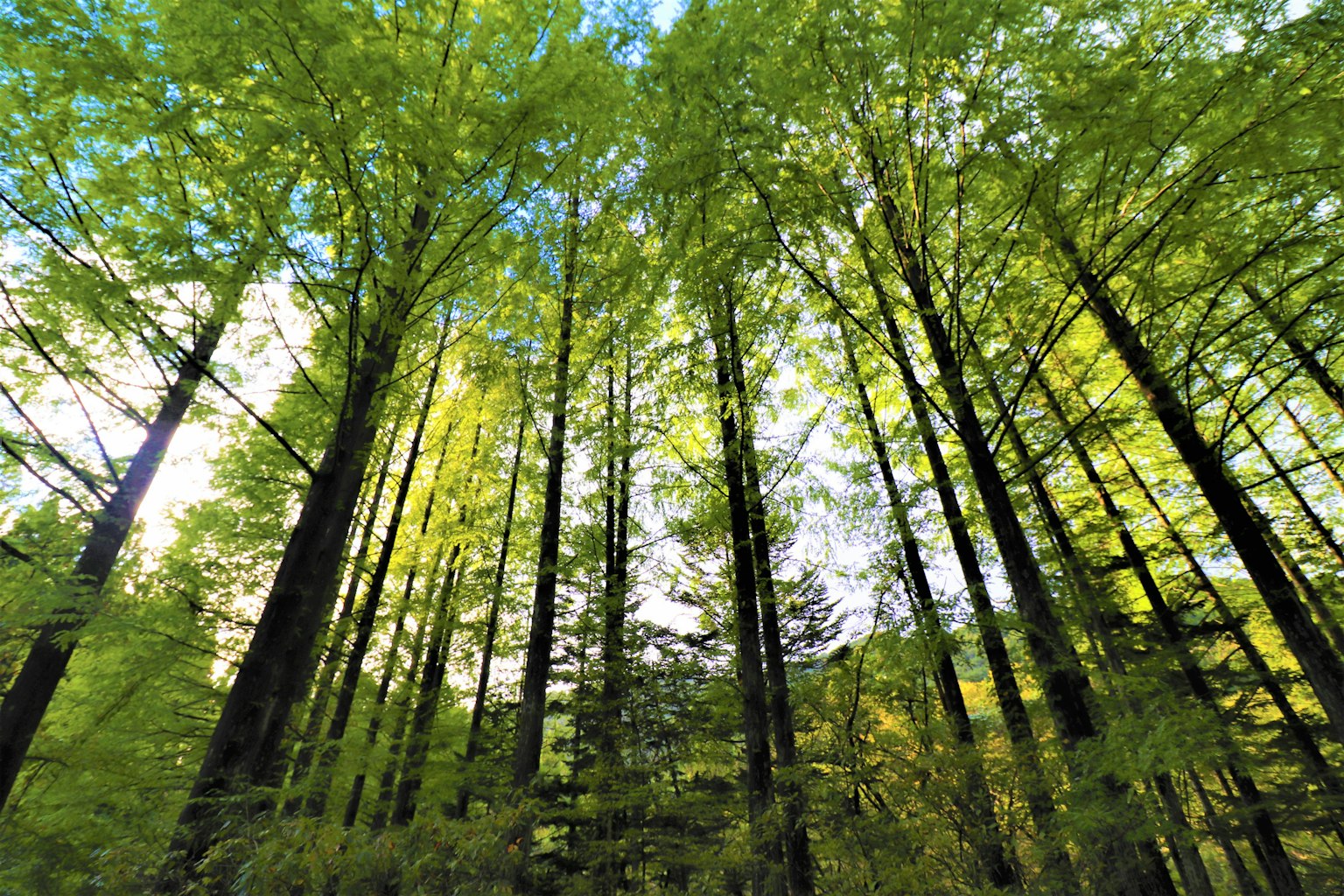 A view of tall trees with vibrant green leaves in a lush forest