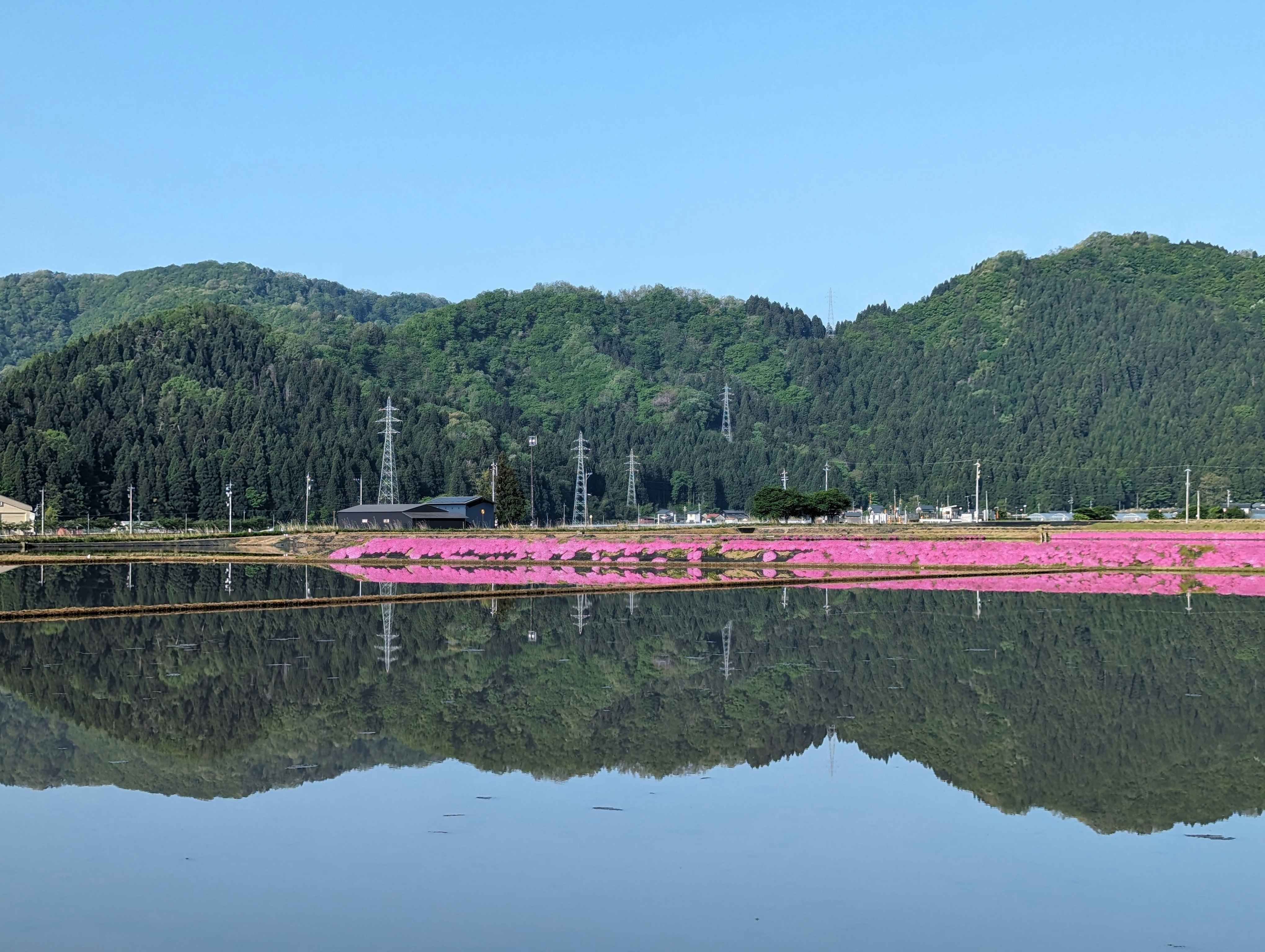 水鏡に映る福井・大野の水田と芝桜の帯